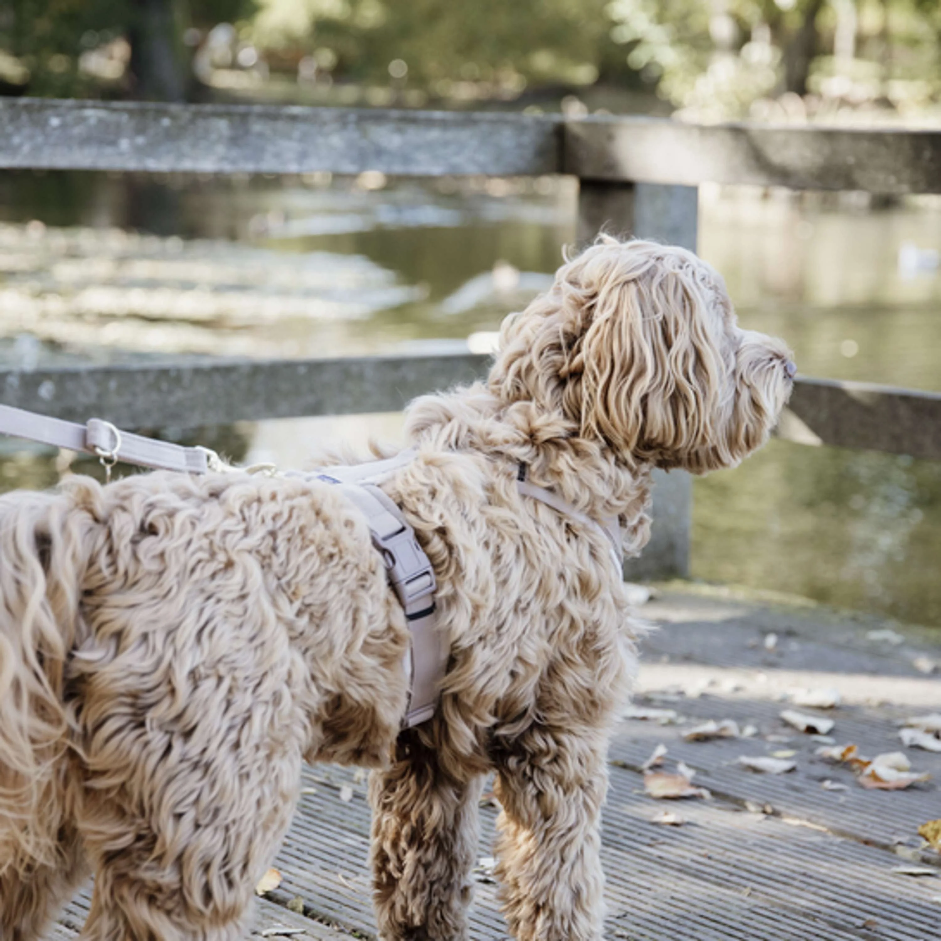 Kentucky Dogwear Guinzaglio per Cane Velvet Beige - Image 2
