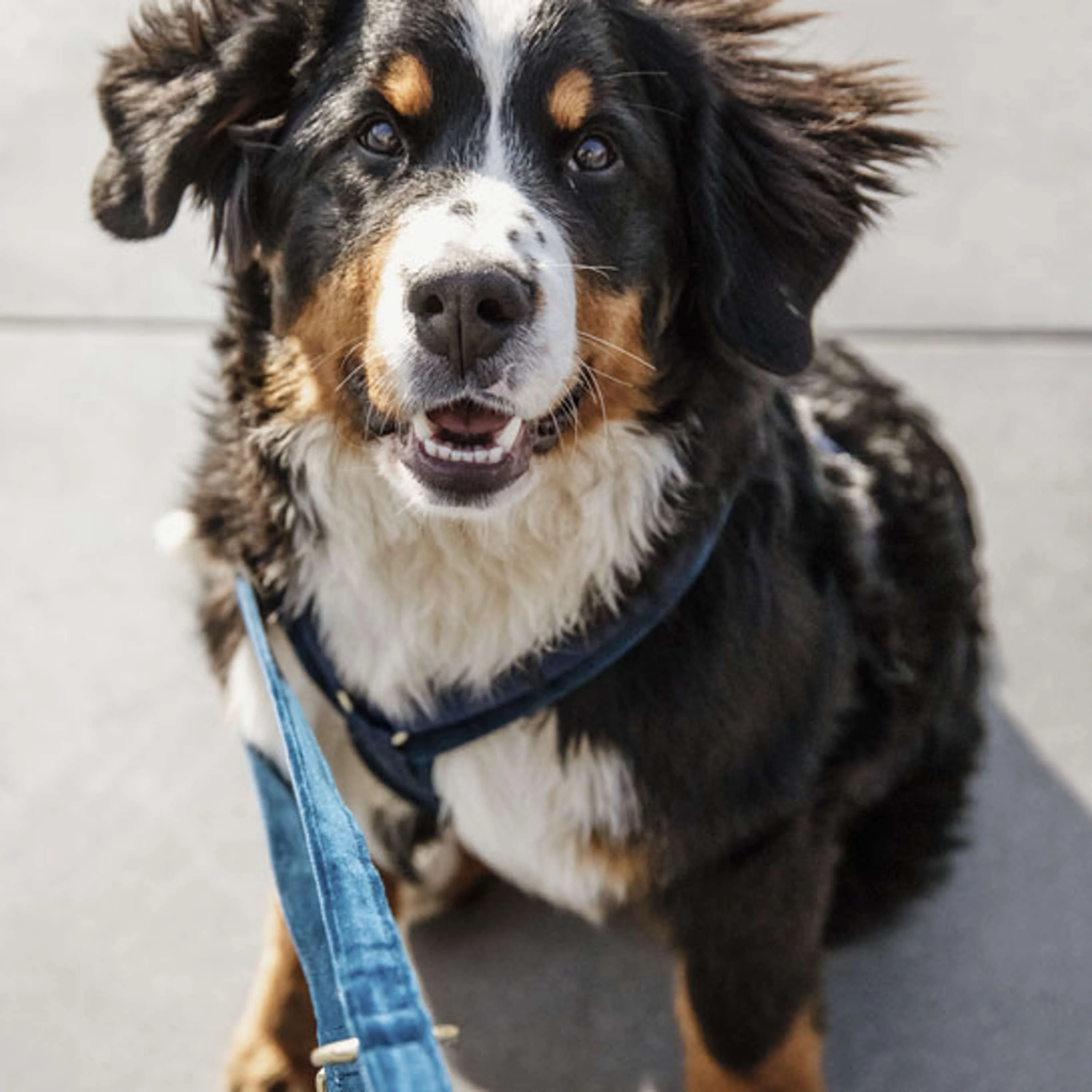 Kentucky Dogwear Guinzaglio per Cane Velvet Navy - Image 2