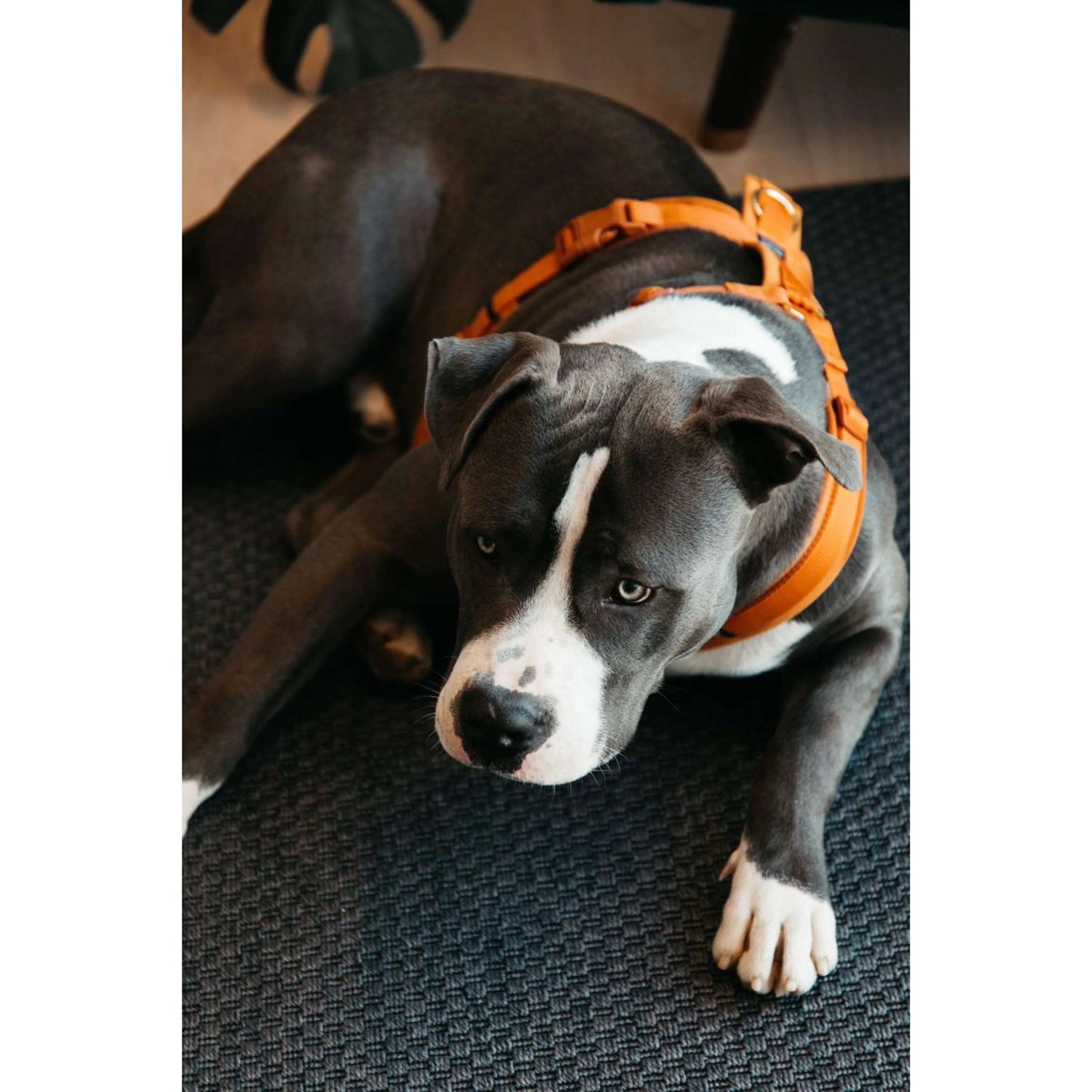 Kentucky Dogwear Imbracatura Active Velvet Arancia - Image 2