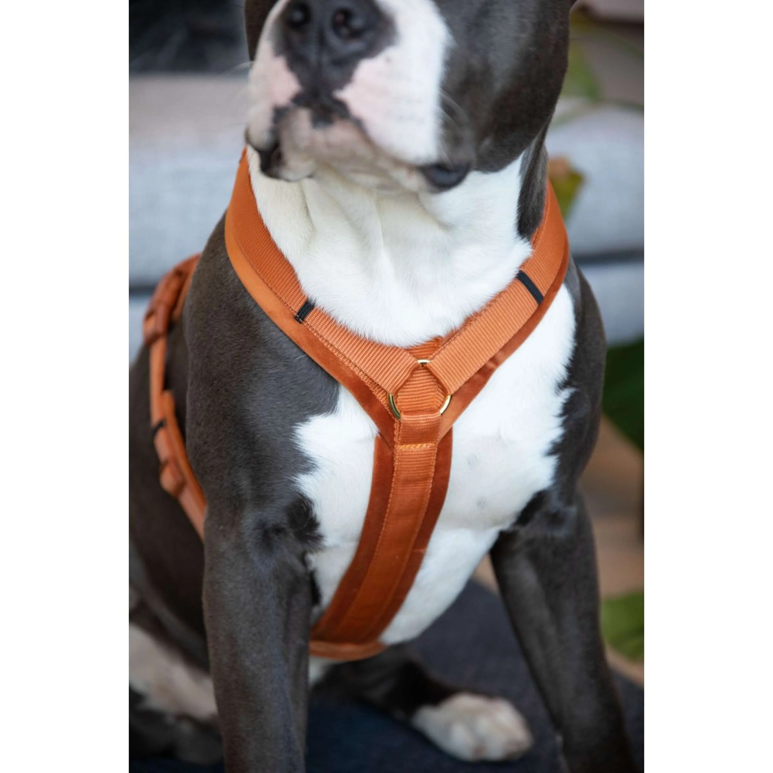 Kentucky Dogwear Imbracatura Active Velvet Arancia - Image 3