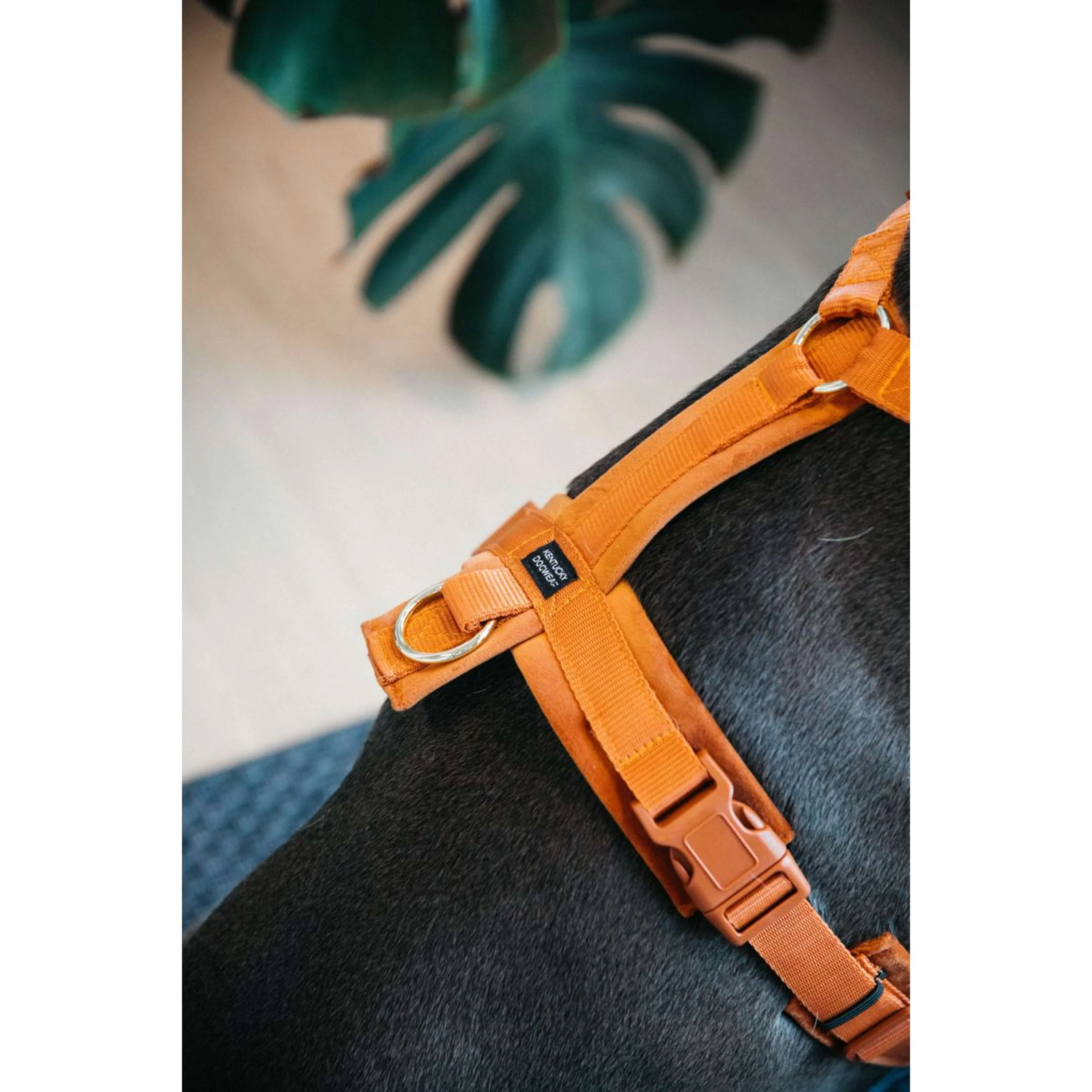 Kentucky Dogwear Imbracatura Active Velvet Arancia - Image 4