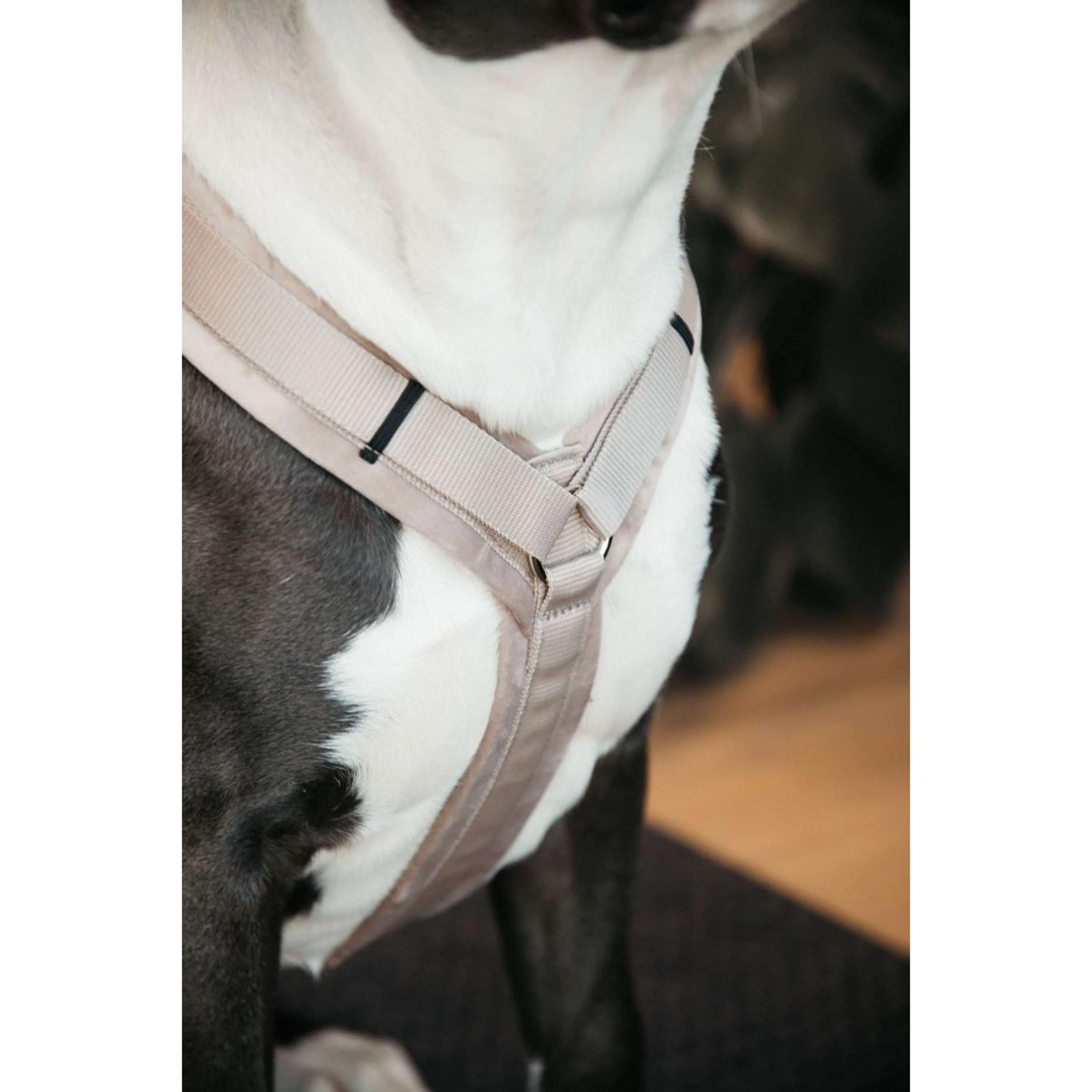Kentucky Dogwear Imbracatura Active Velvet Beige - Image 2