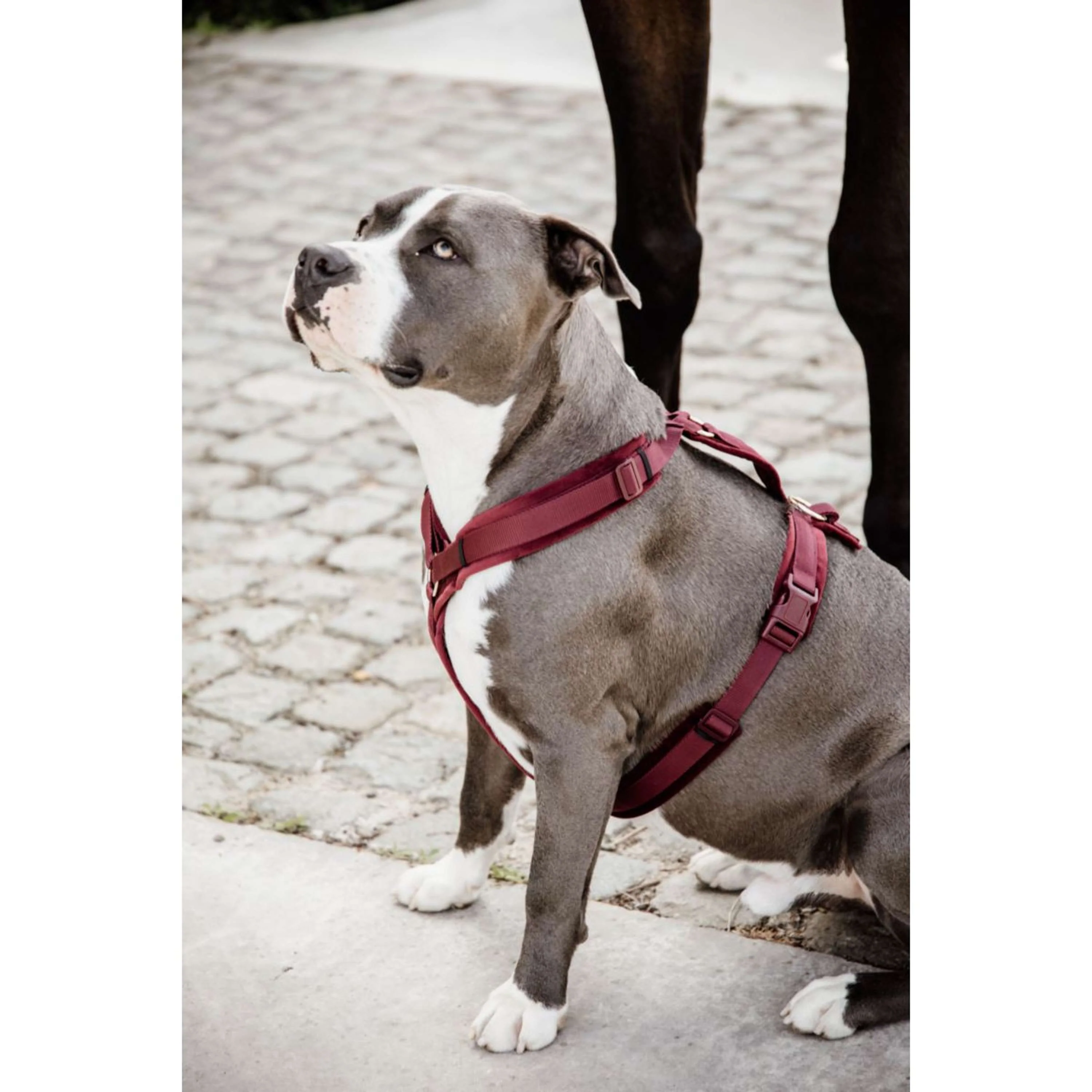 Kentucky Dogwear Imbracatura Active Velvet Bordeaux