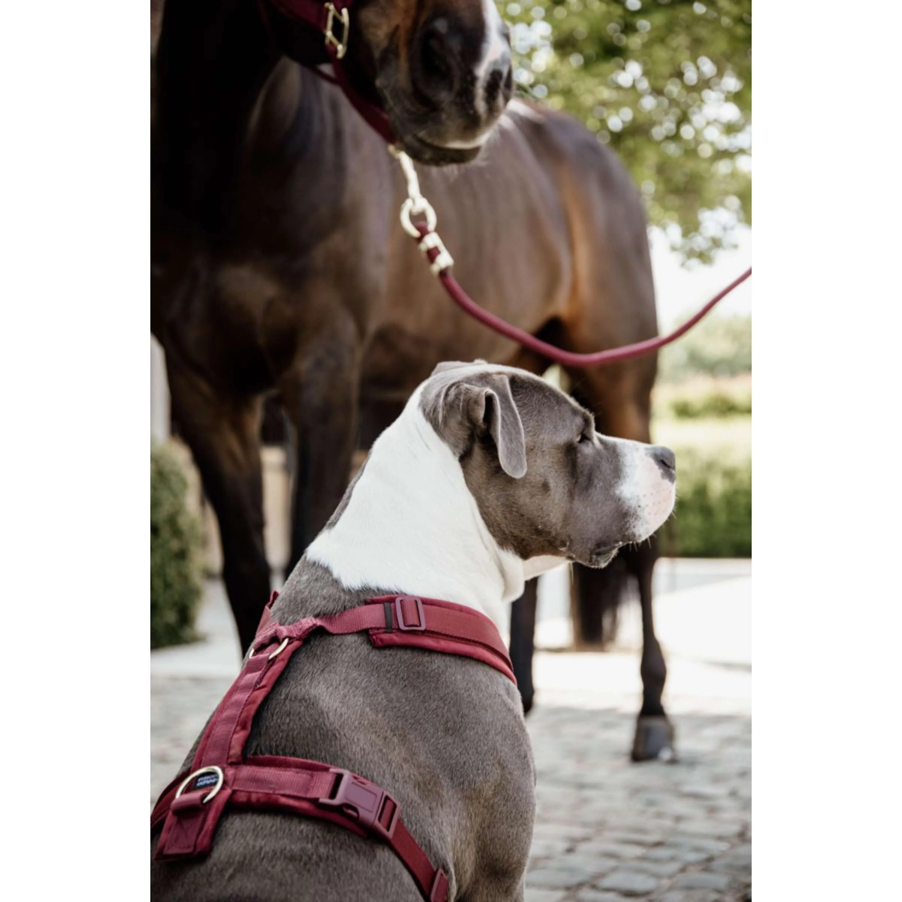 Kentucky Dogwear Imbracatura Active Velvet Bordeaux - Image 2