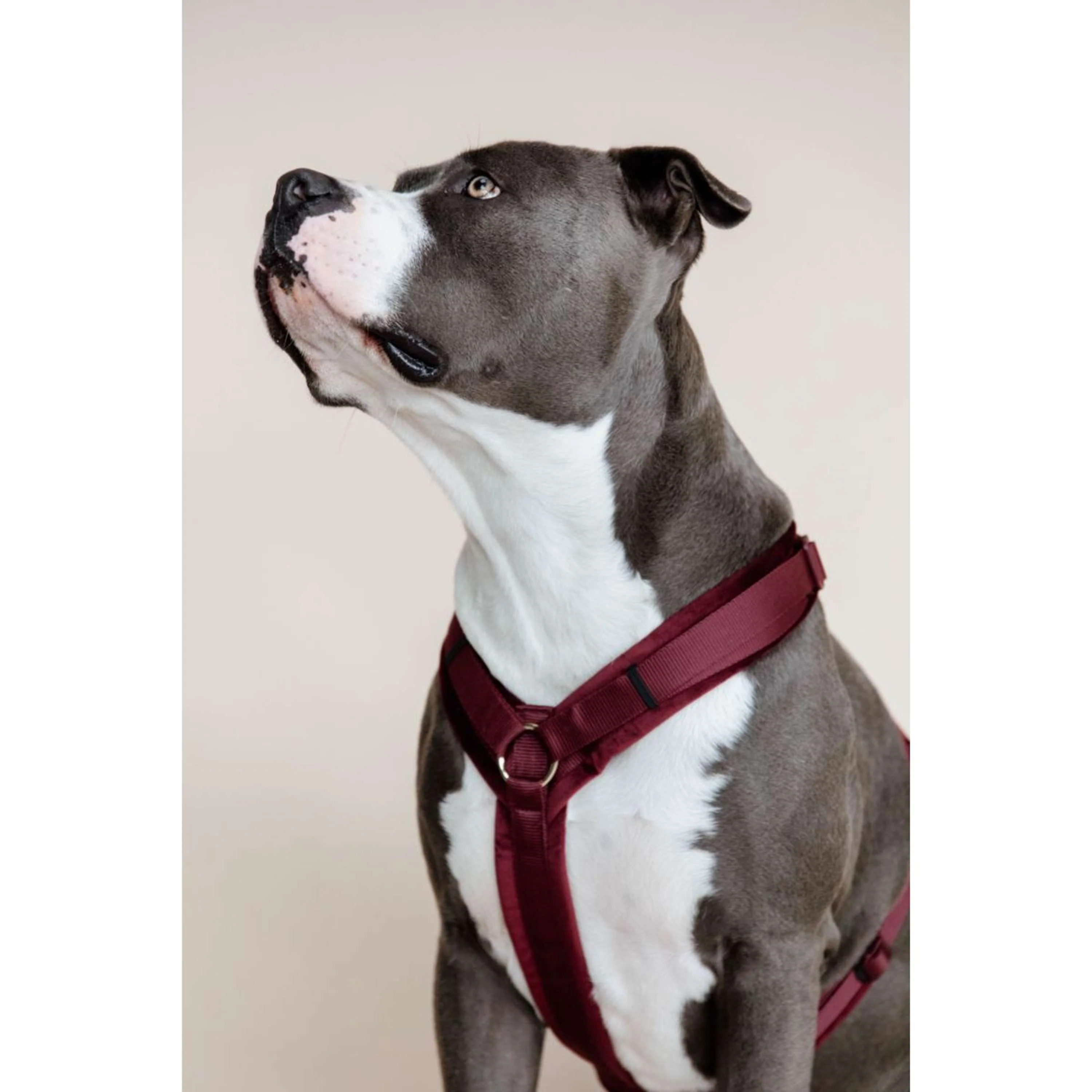 Kentucky Dogwear Imbracatura Active Velvet Bordeaux - Image 3