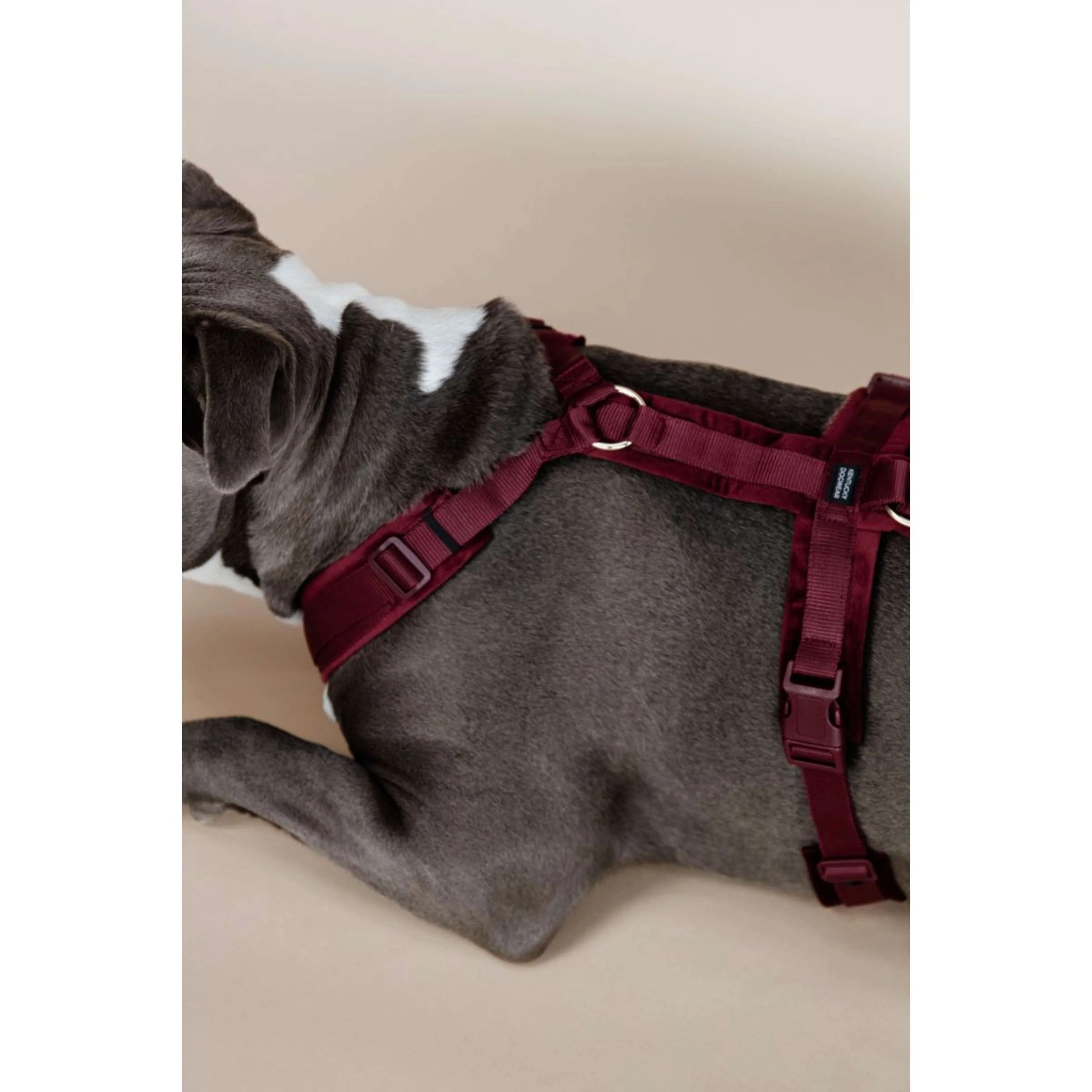 Kentucky Dogwear Imbracatura Active Velvet Bordeaux - Image 4
