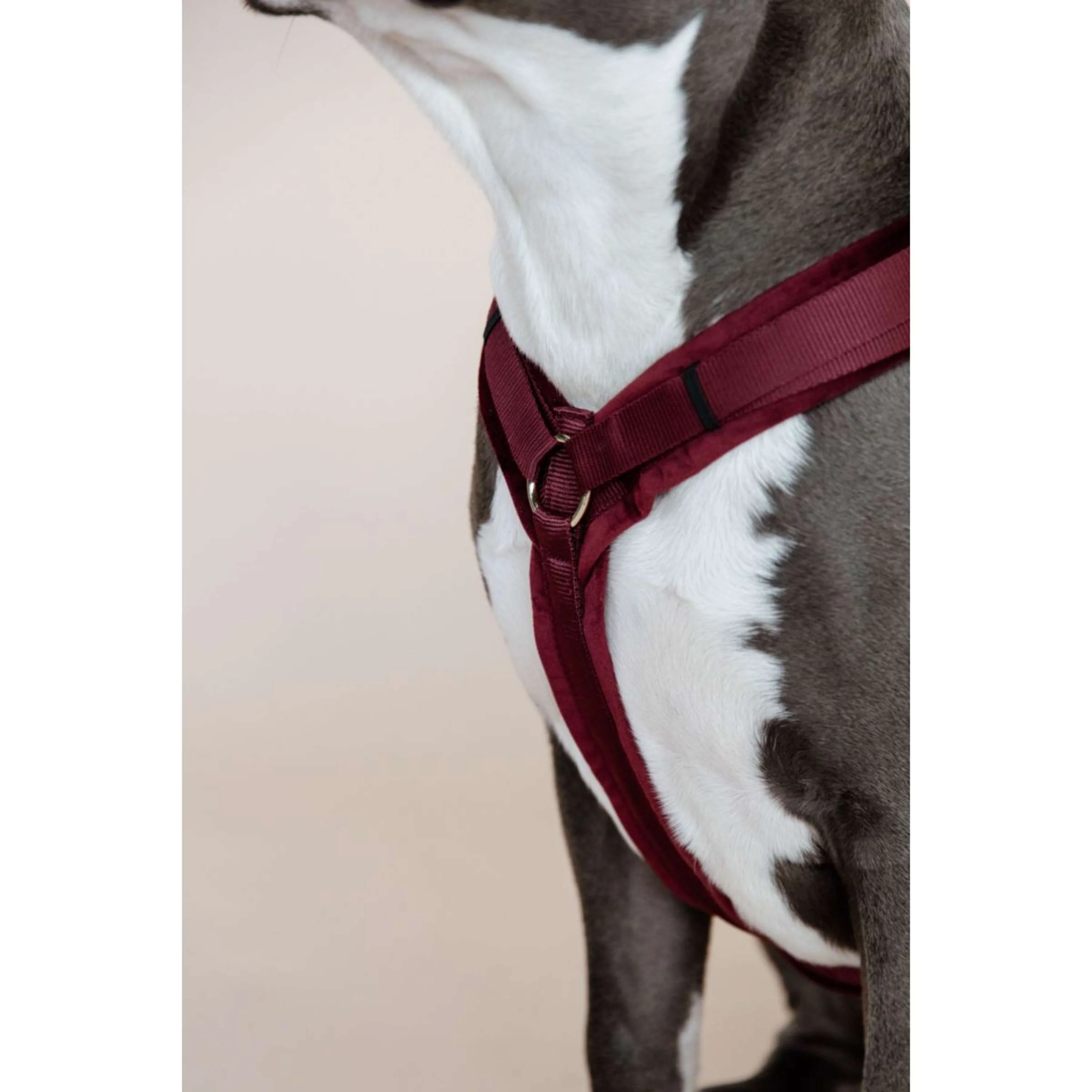 Kentucky Dogwear Imbracatura Active Velvet Bordeaux - Image 5