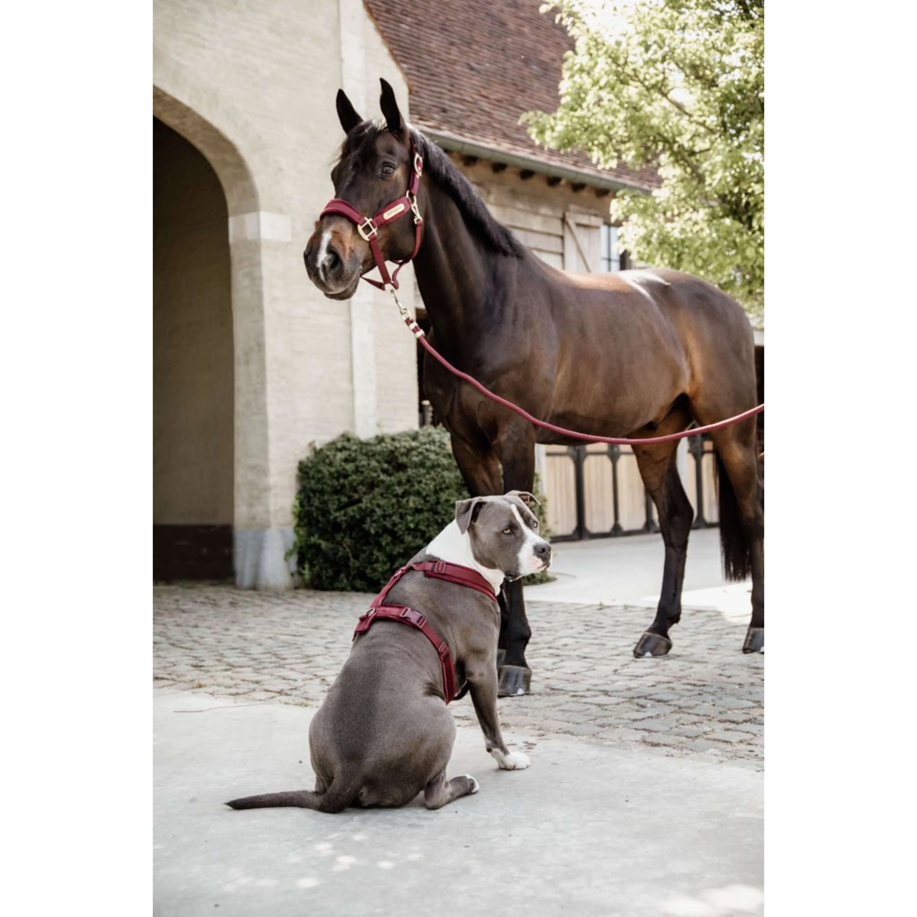 Kentucky Dogwear Imbracatura Active Velvet Bordeaux - Image 7
