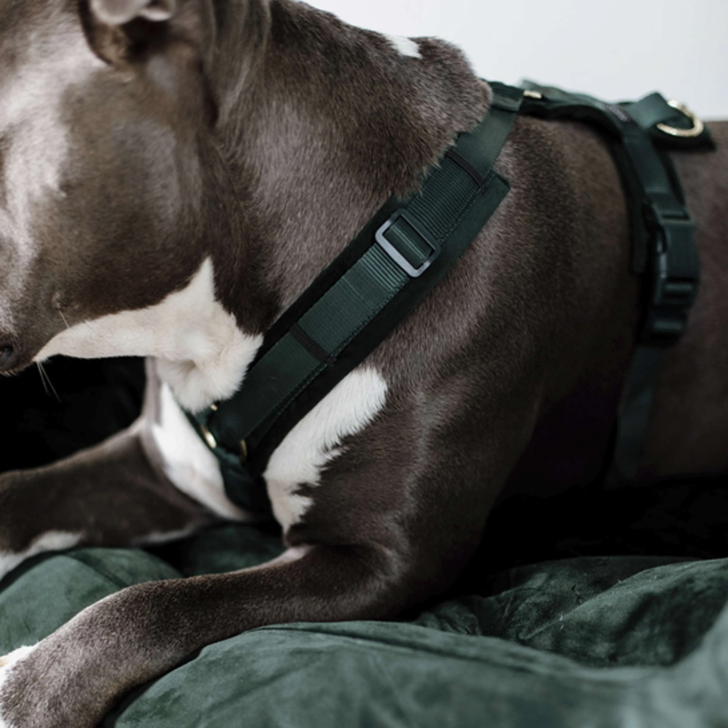 Kentucky Dogwear Imbracatura Active Velvet Pine Green - Image 3
