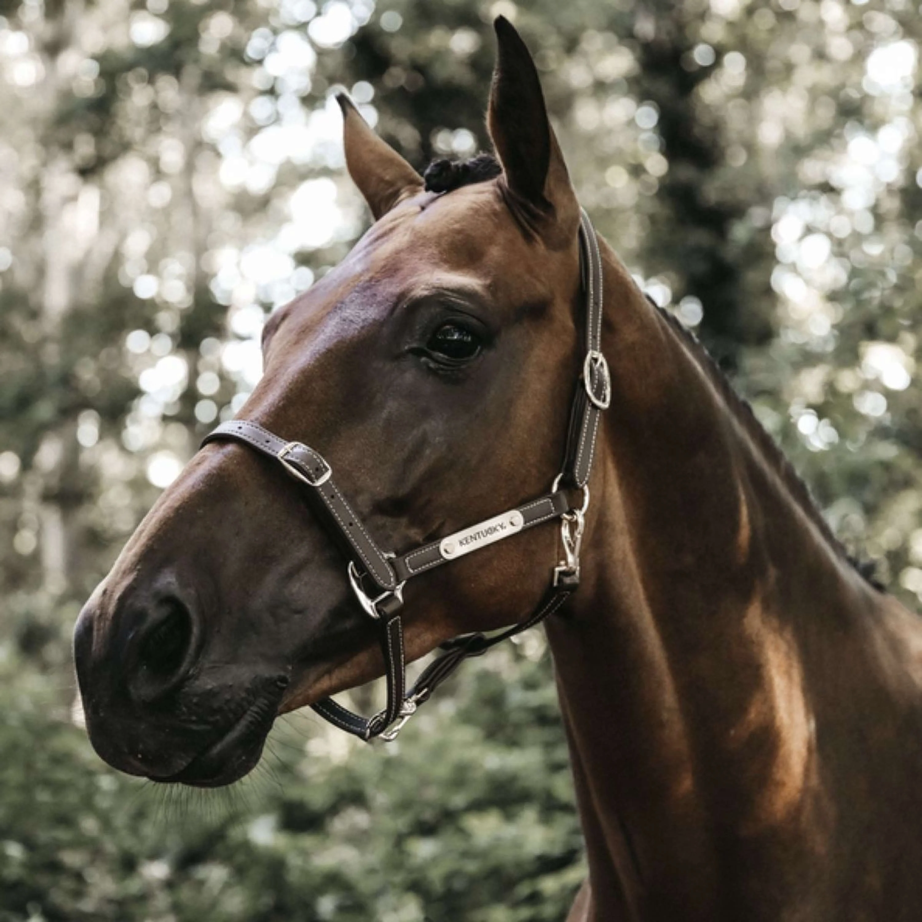 Kentucky Horsewear Cavezza in Cuoio Pelle Flessibile Marrone - Image 2