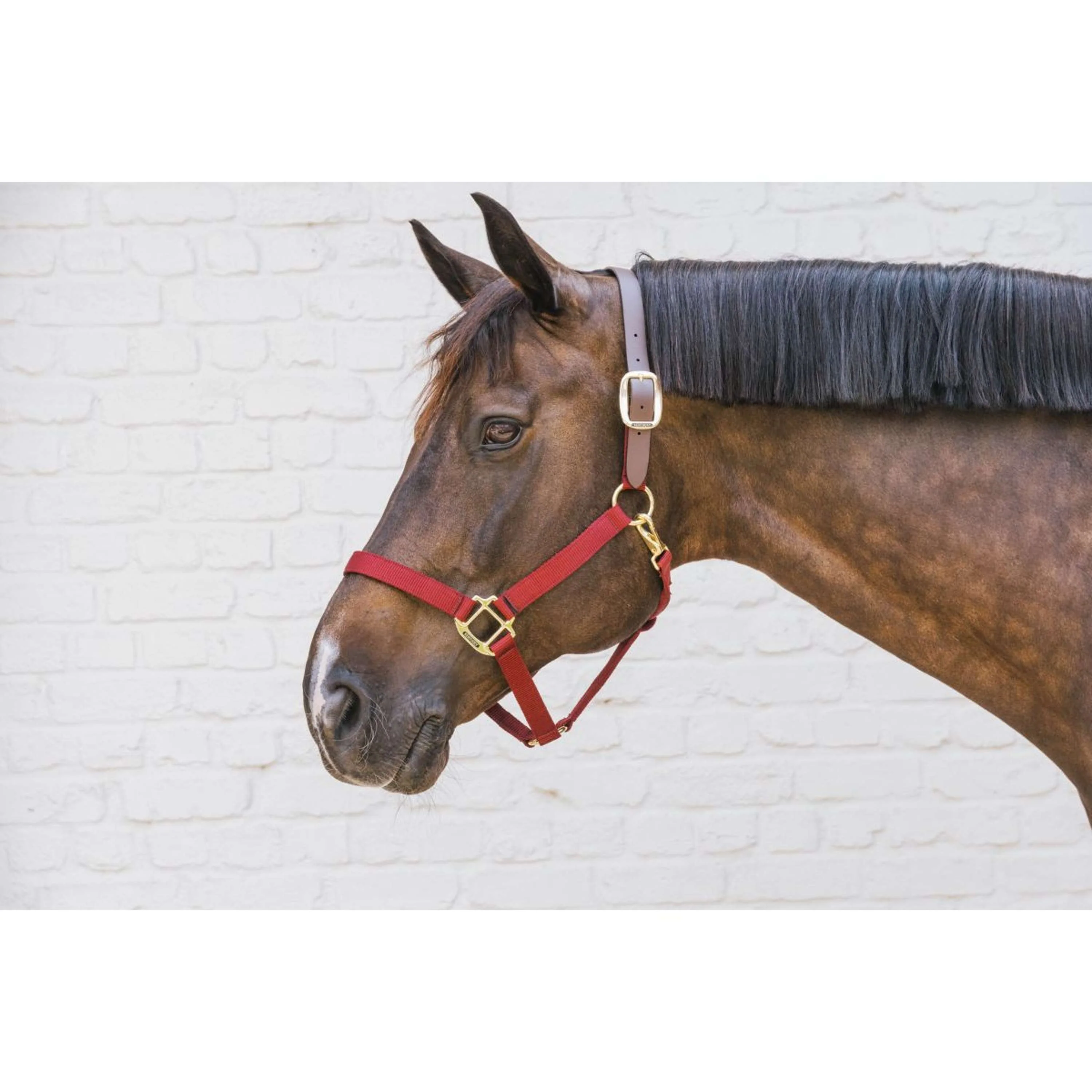 Kentucky Horsewear Cavezza Nylon Breakaway Bordeaux - Image 2