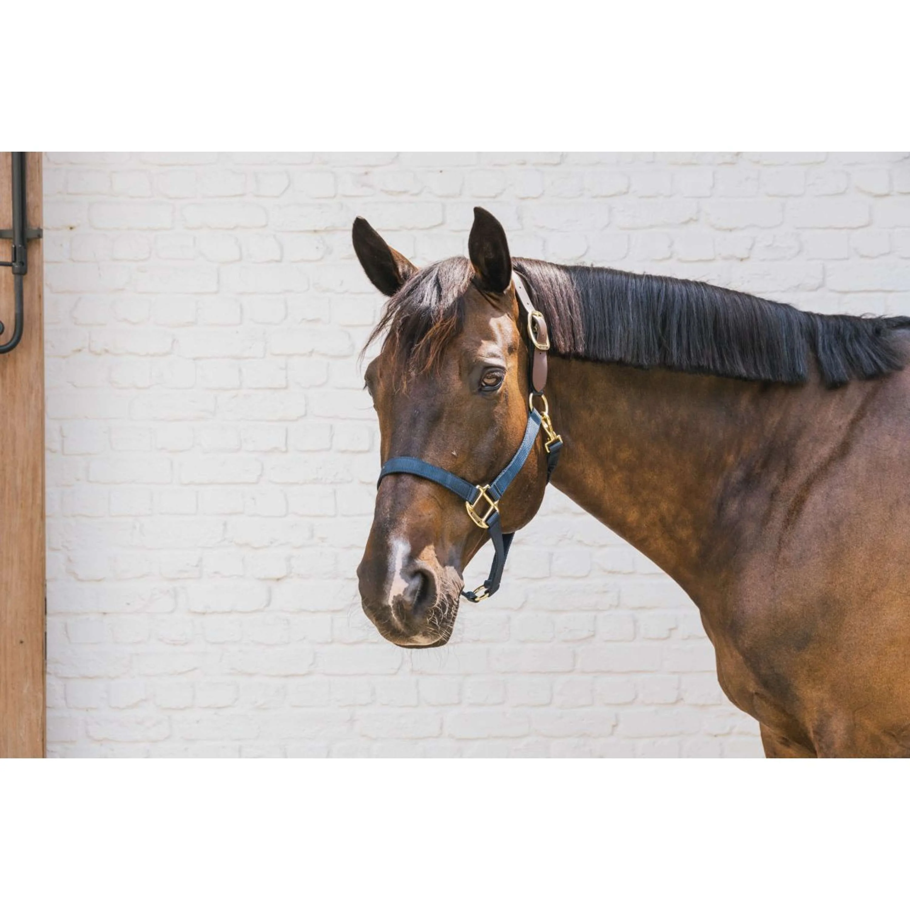 Kentucky Horsewear Cavezza Nylon Breakaway Navy - Image 3