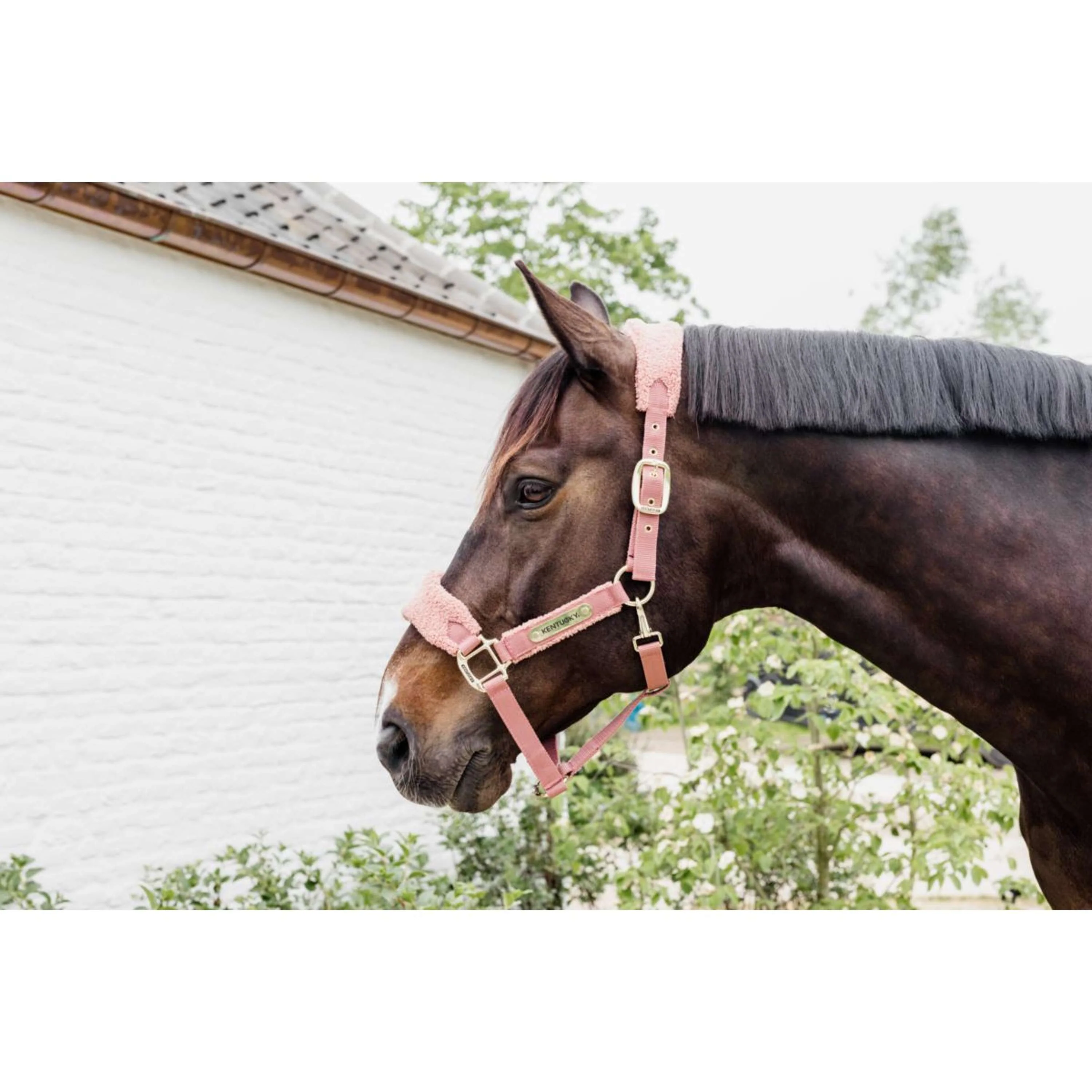 Kentucky Horsewear Cavezza Teddy Fleece Rosa antico - Image 4