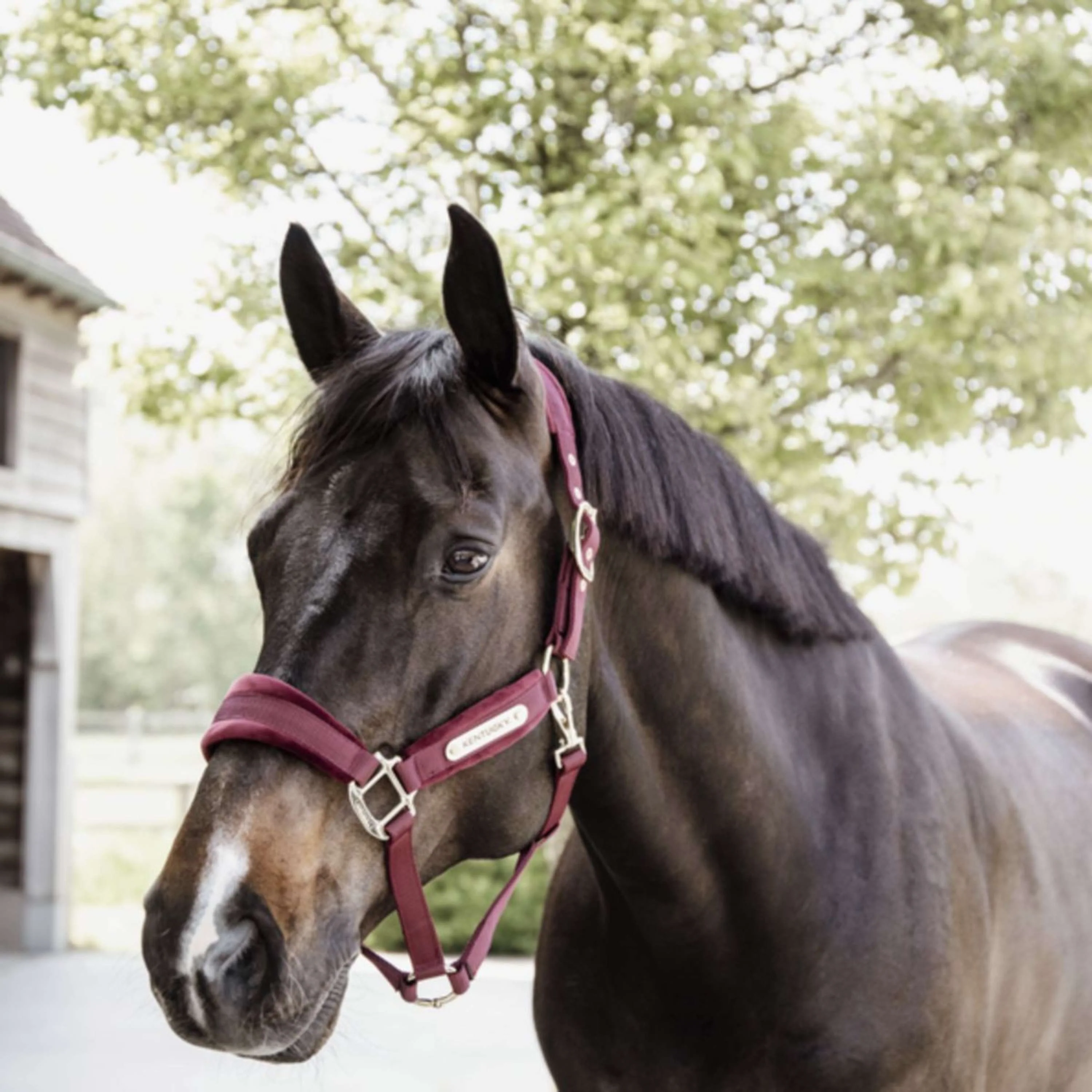 Kentucky Horsewear Cavezza Velvet Bordeaux - Image 2