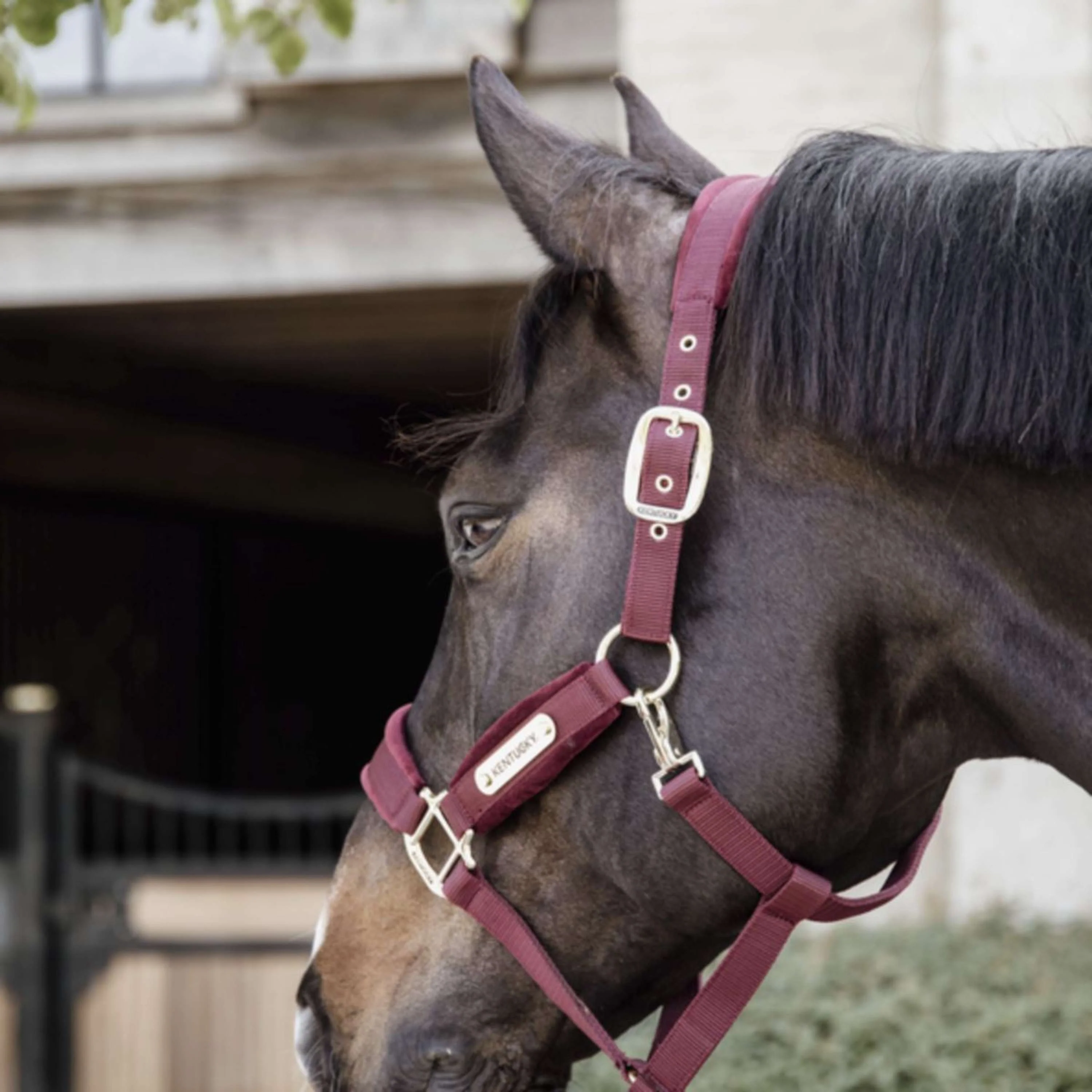 Kentucky Horsewear Cavezza Velvet Bordeaux - Image 3