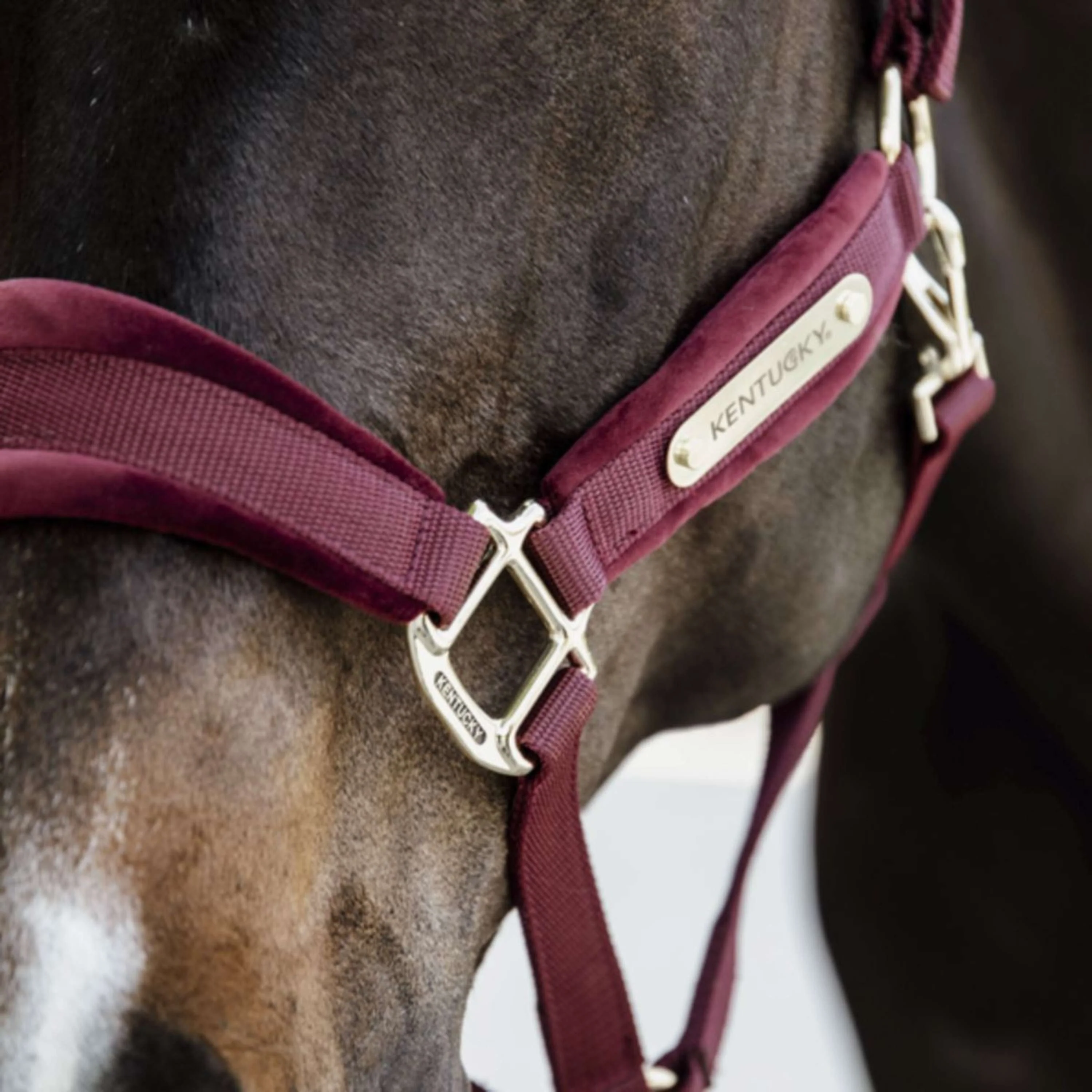 Kentucky Horsewear Cavezza Velvet Bordeaux - Image 4