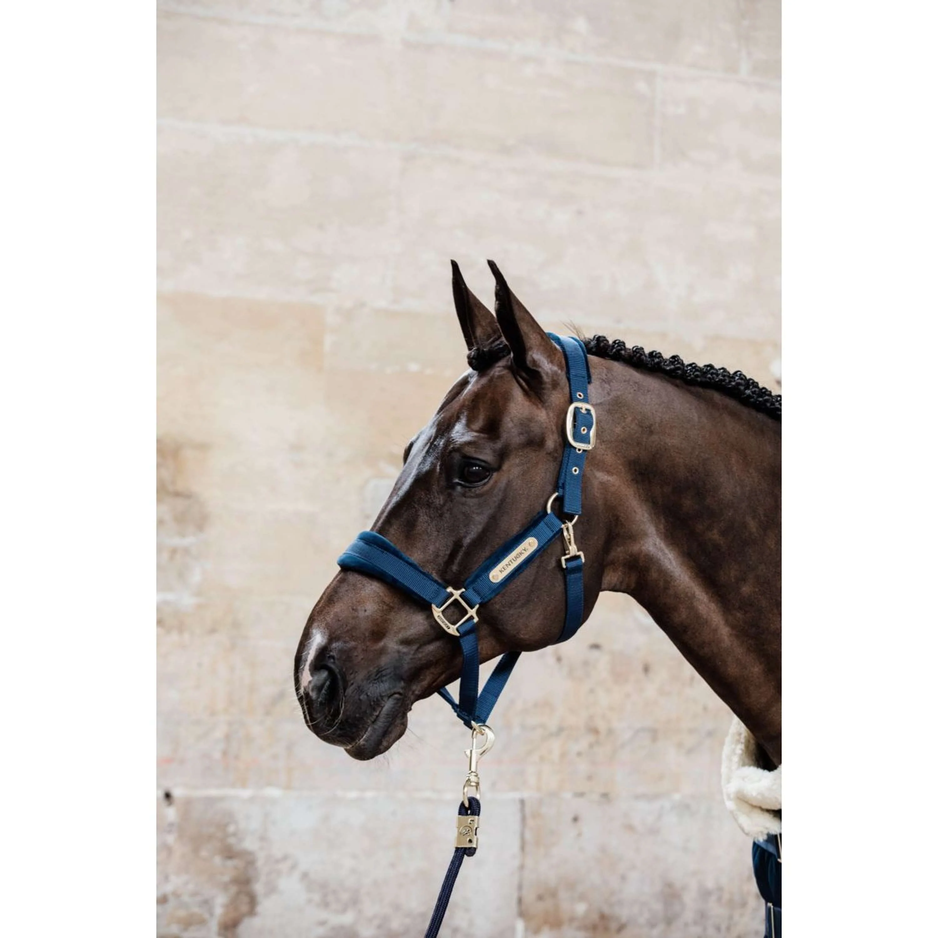 Kentucky Horsewear Cavezza Velvet Navy - Image 3