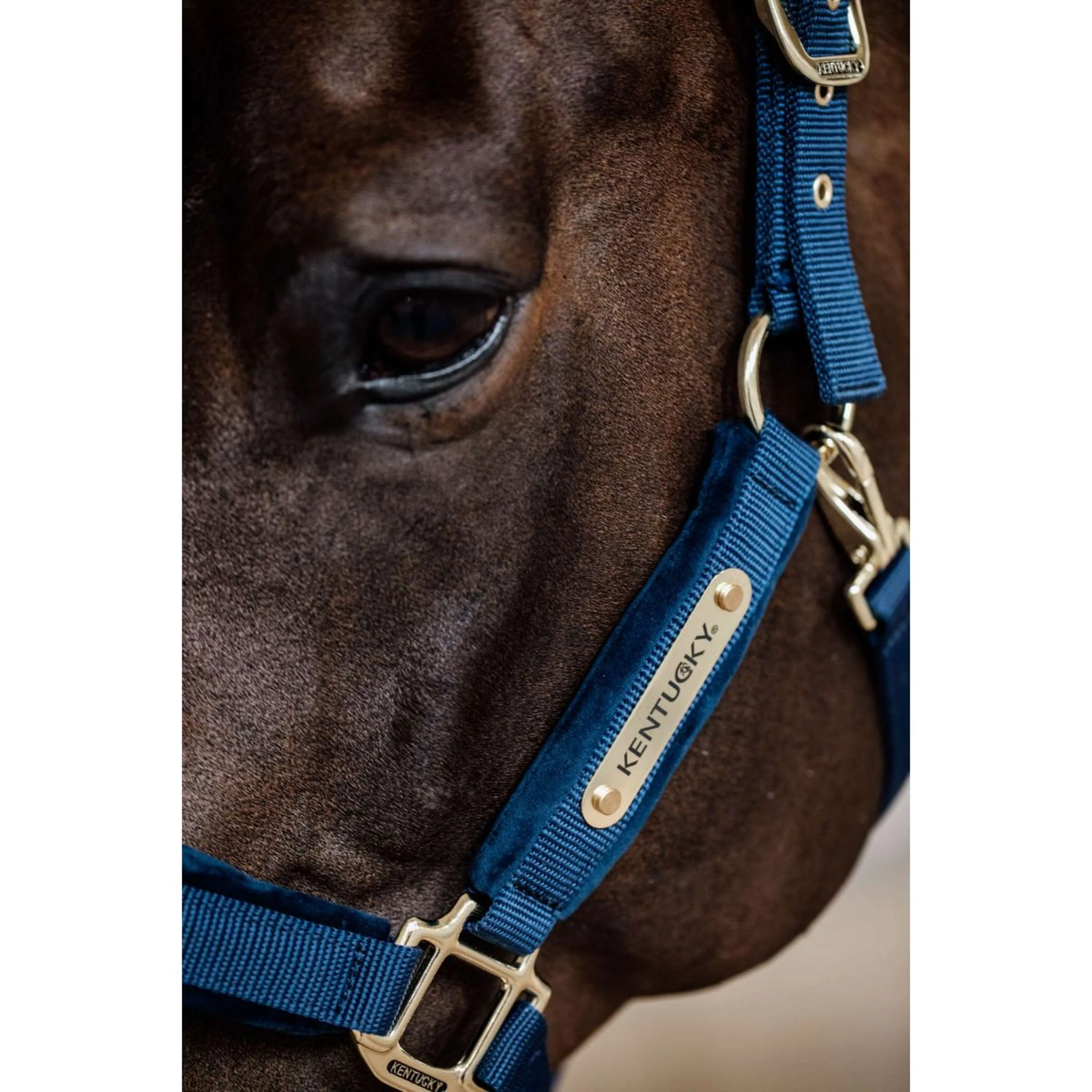 Kentucky Horsewear Cavezza Velvet Navy - Image 4