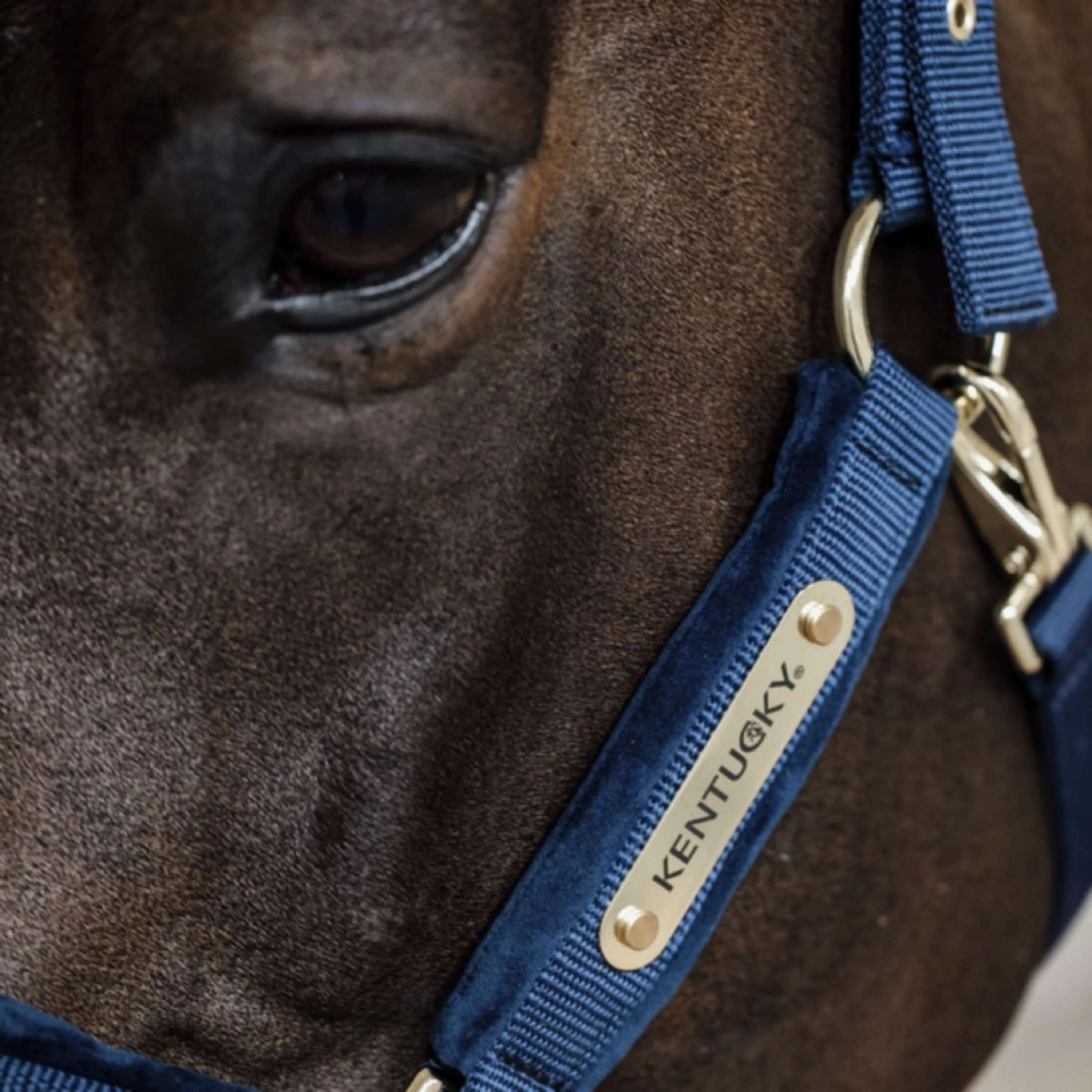 Kentucky Horsewear Cavezza Velvet Navy - Image 5
