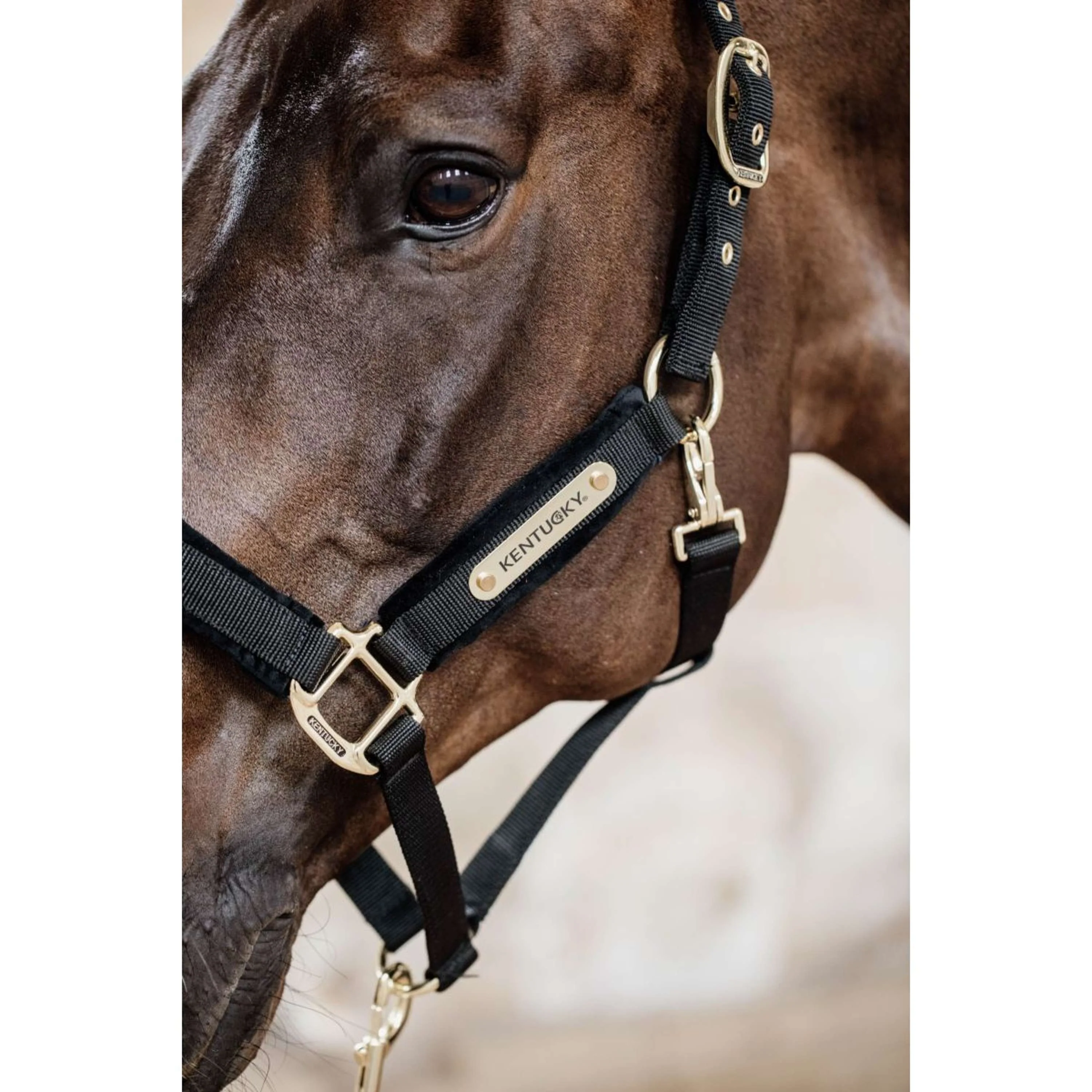 Kentucky Horsewear Cavezza Velvet Nero - Image 5
