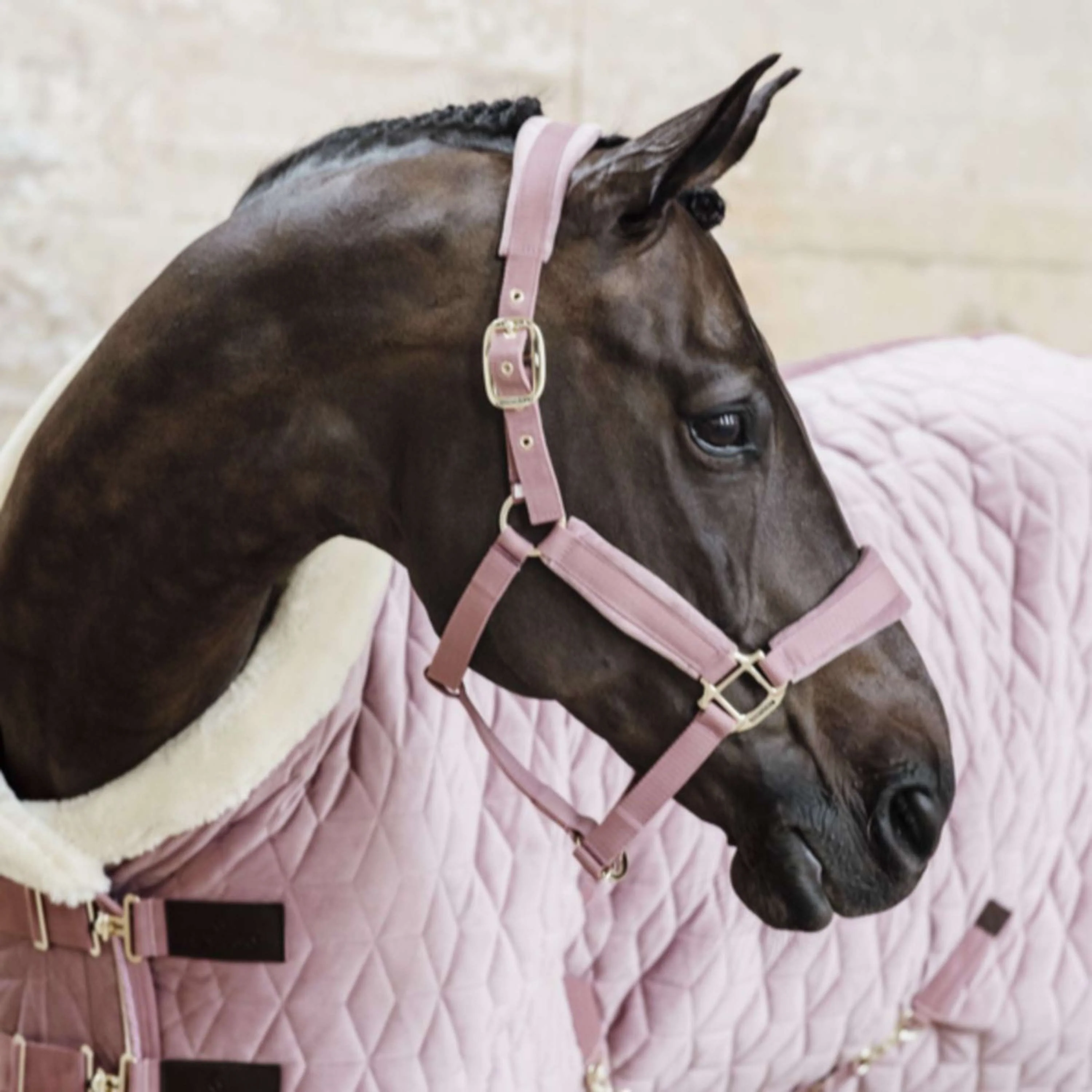 Kentucky Horsewear Cavezza Velvet Rosa antico - Image 2