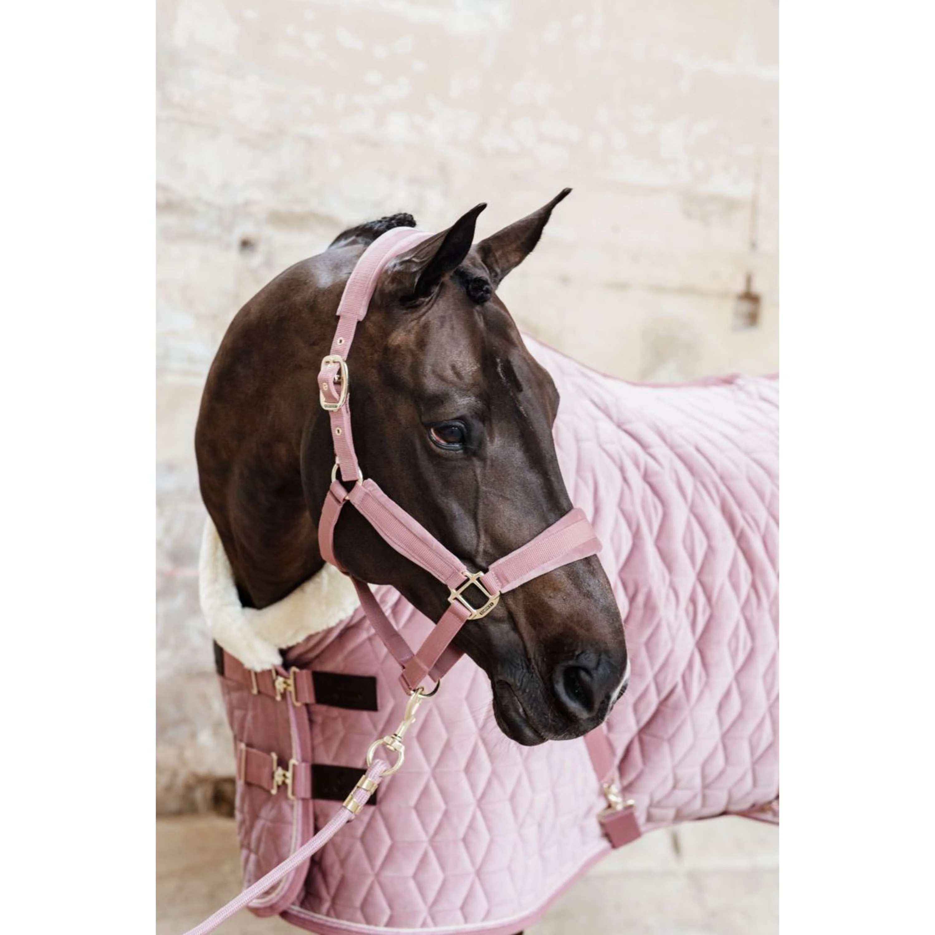 Kentucky Horsewear Cavezza Velvet Rosa antico - Image 3