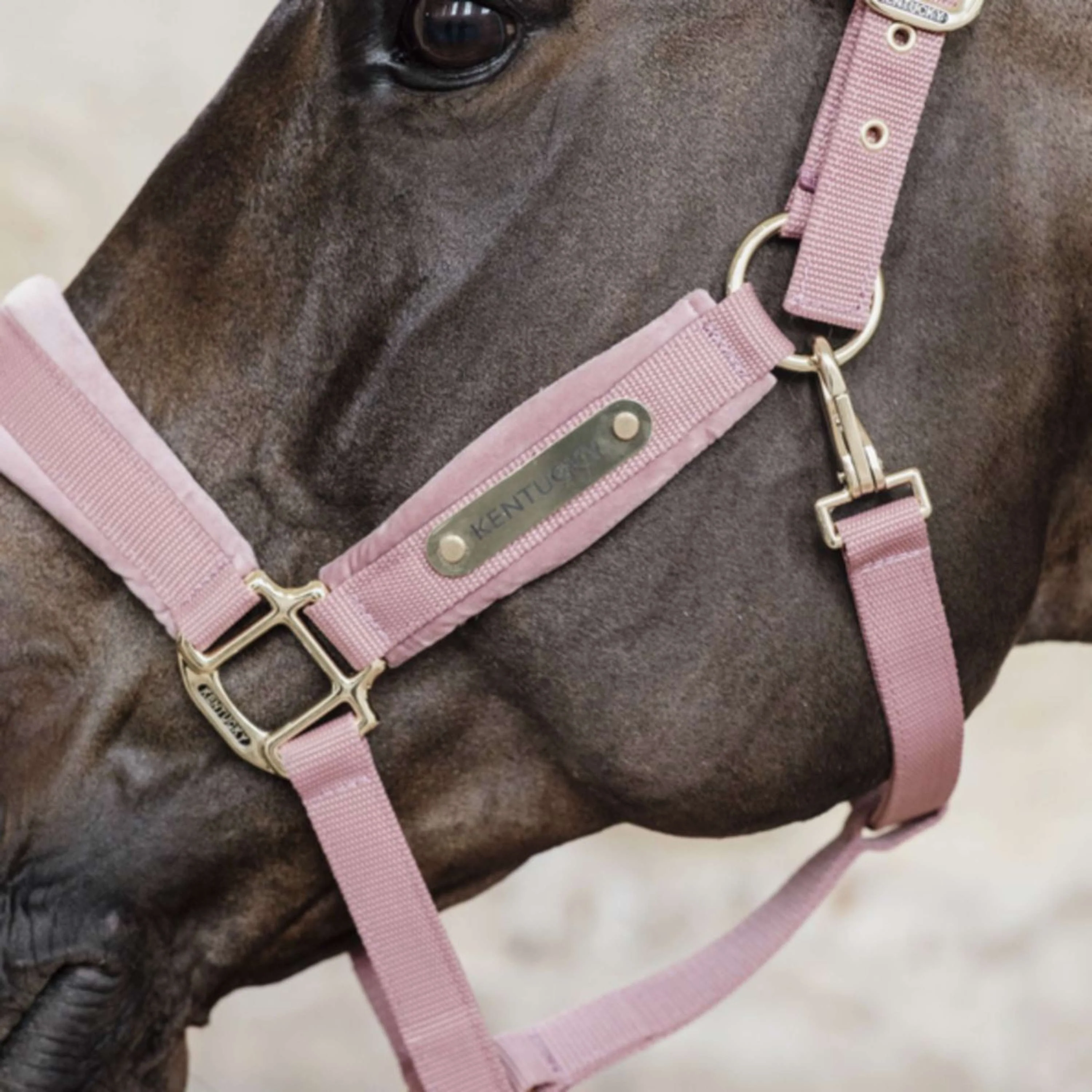 Kentucky Horsewear Cavezza Velvet Rosa antico - Image 4