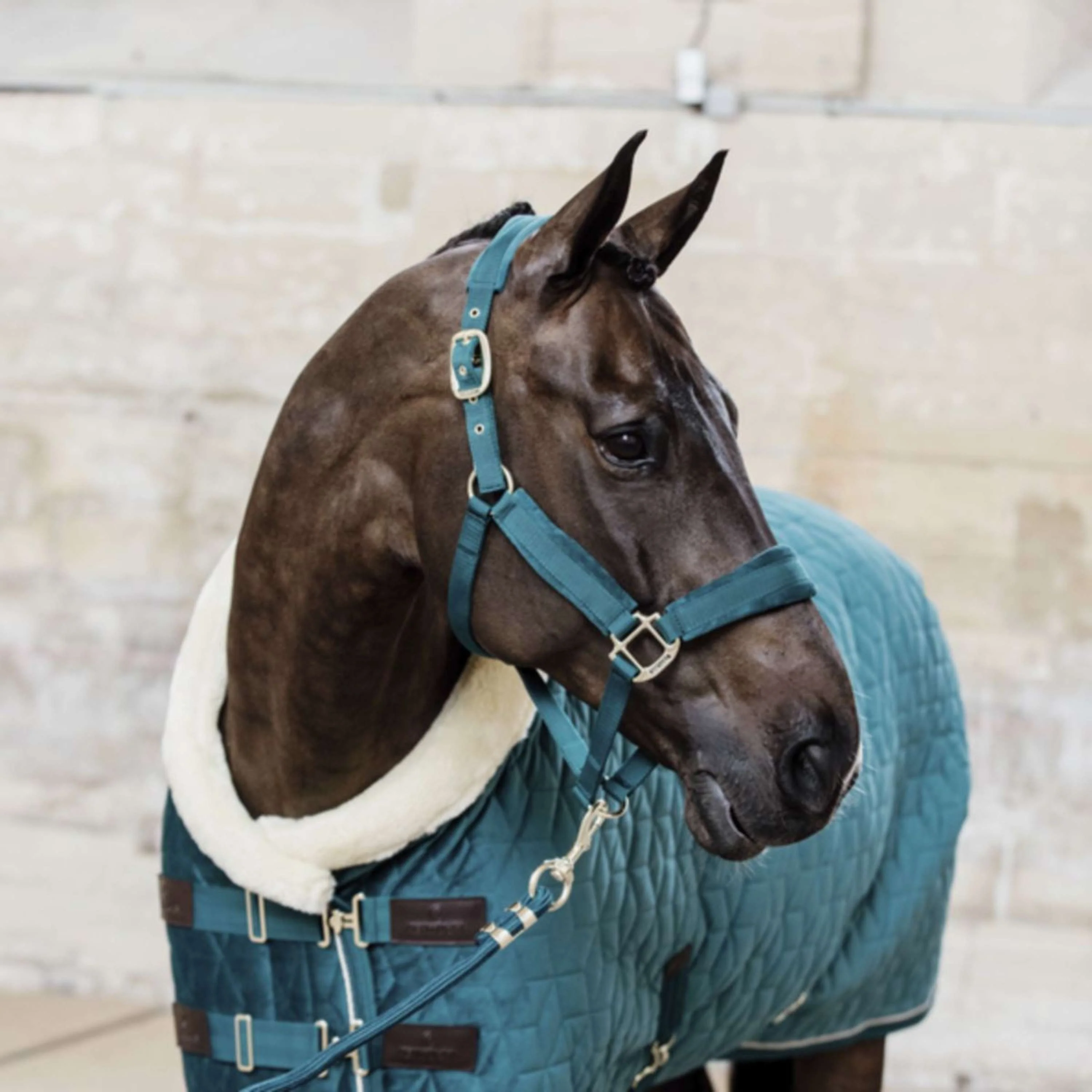 Kentucky Horsewear Cavezza Velvet Smeraldo - Image 2