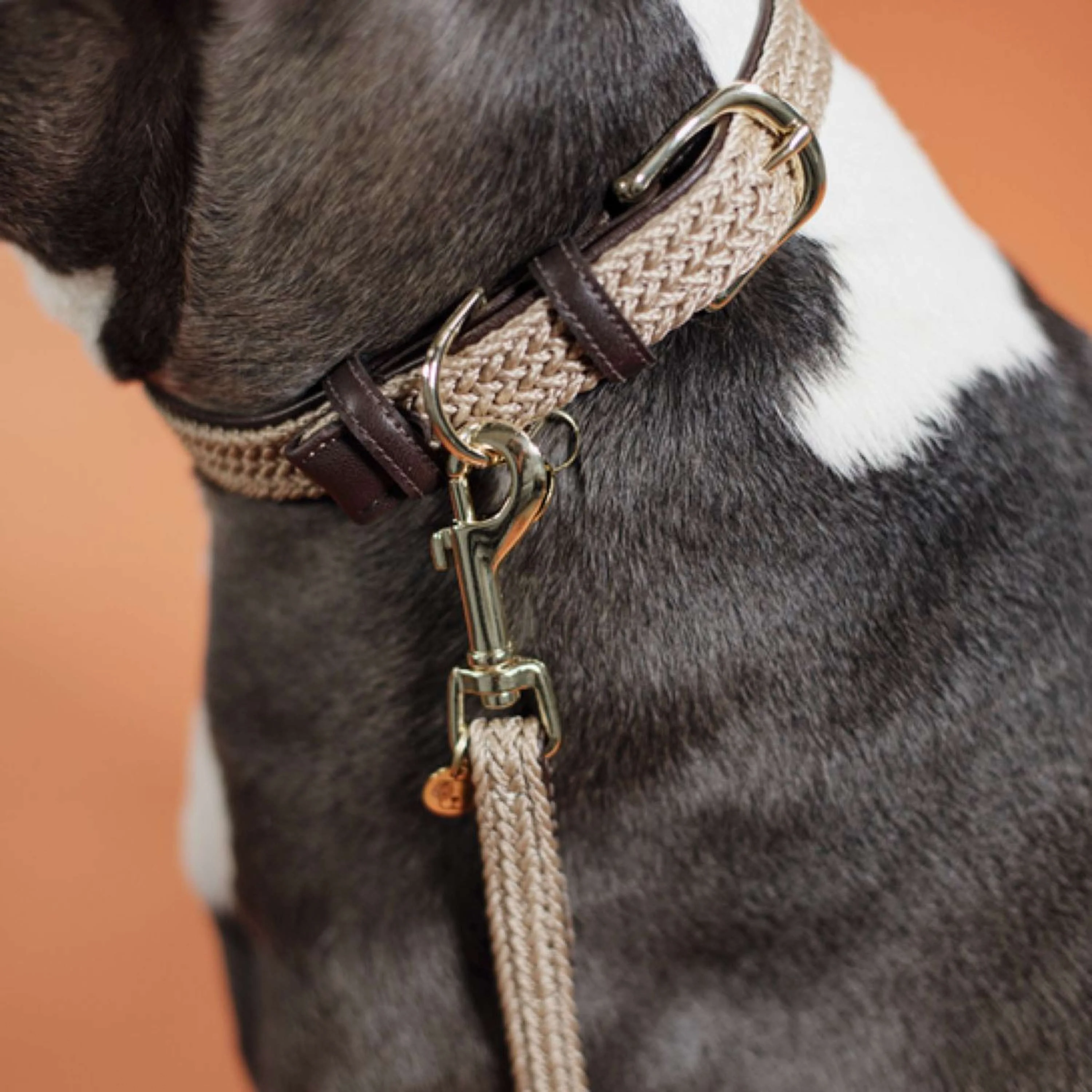 Kentucky Horsewear Collare Beige - Image 2