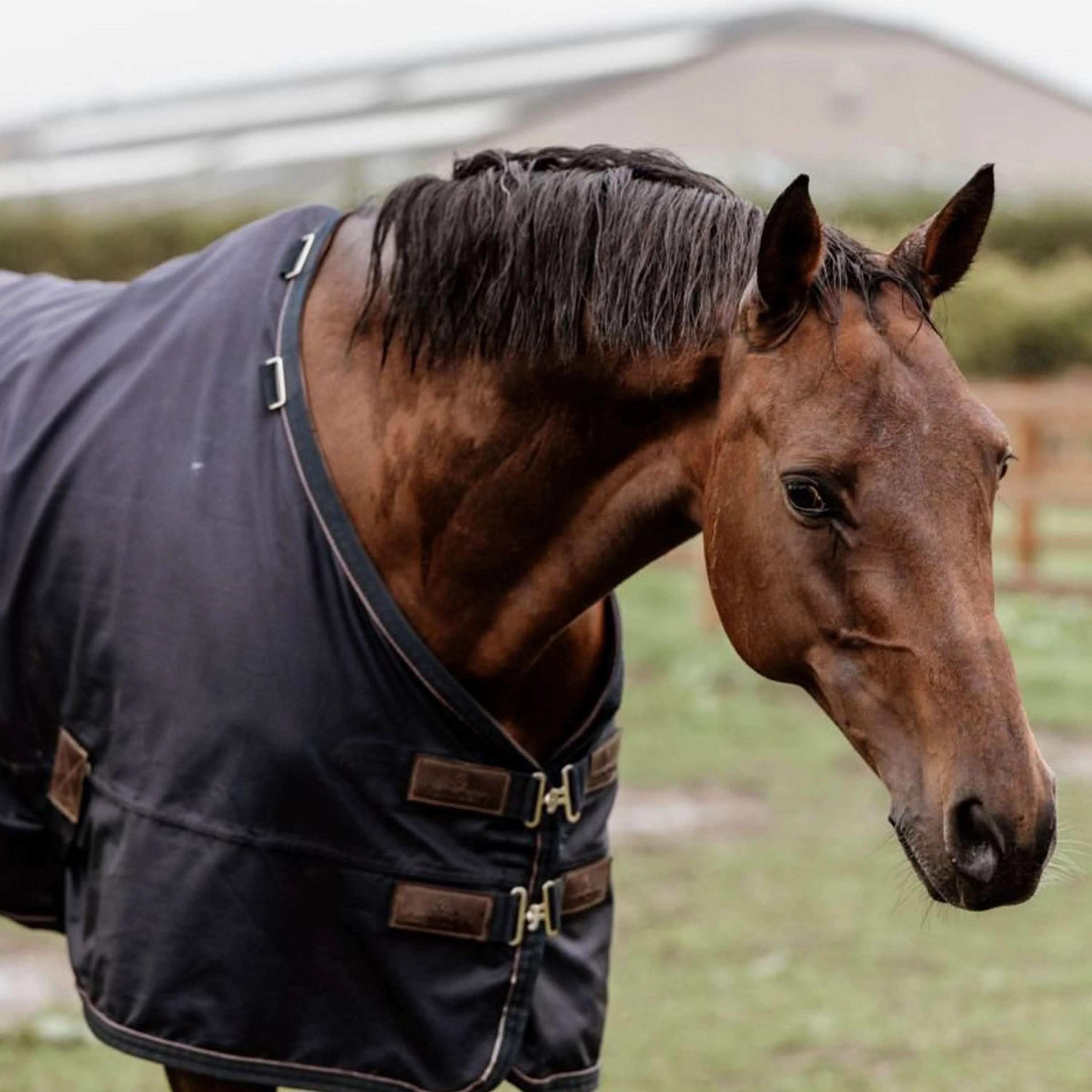 Kentucky Horsewear Ritorno dell'affluenza alle urne Per tutte le stagioni 0g Navy - Image 4