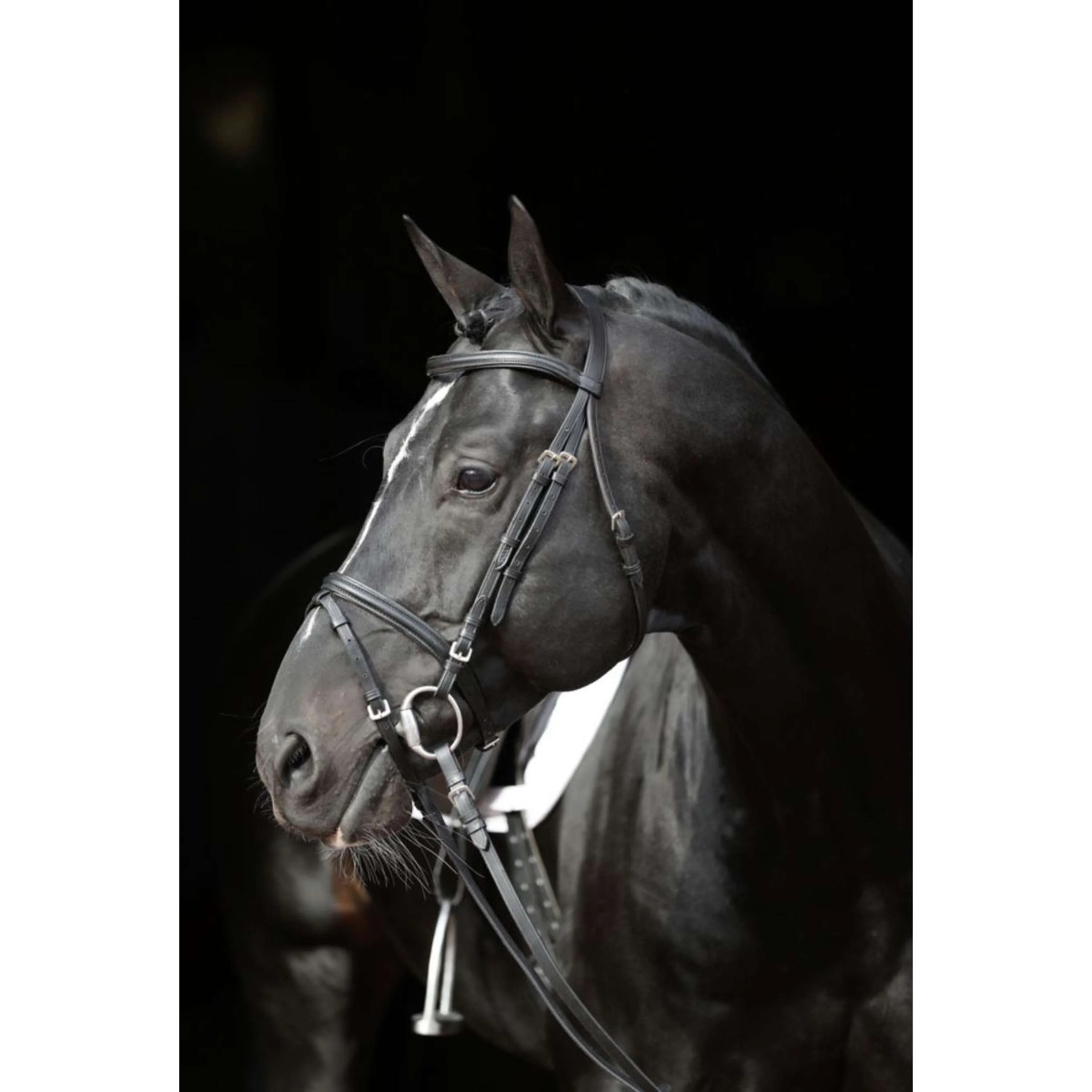 Kerbl Briglia Eurohorse Nero - Image 3