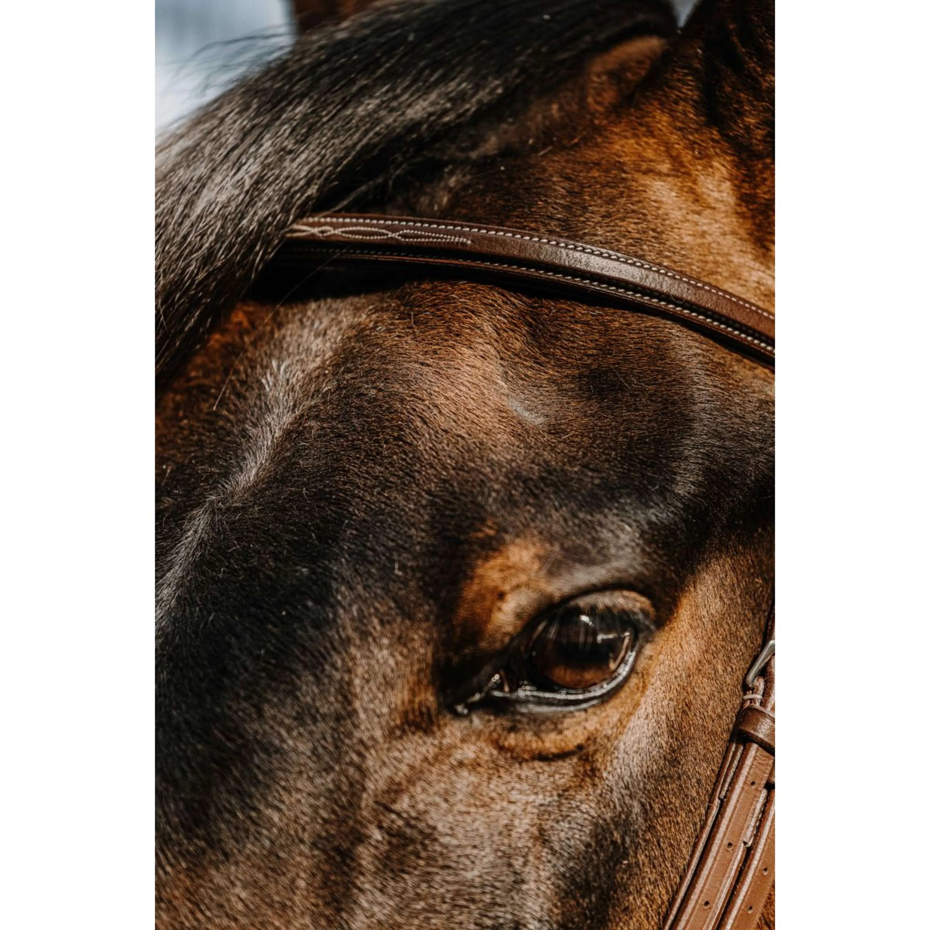 Norton Briglia Hunter Comfy Havanna - Image 3