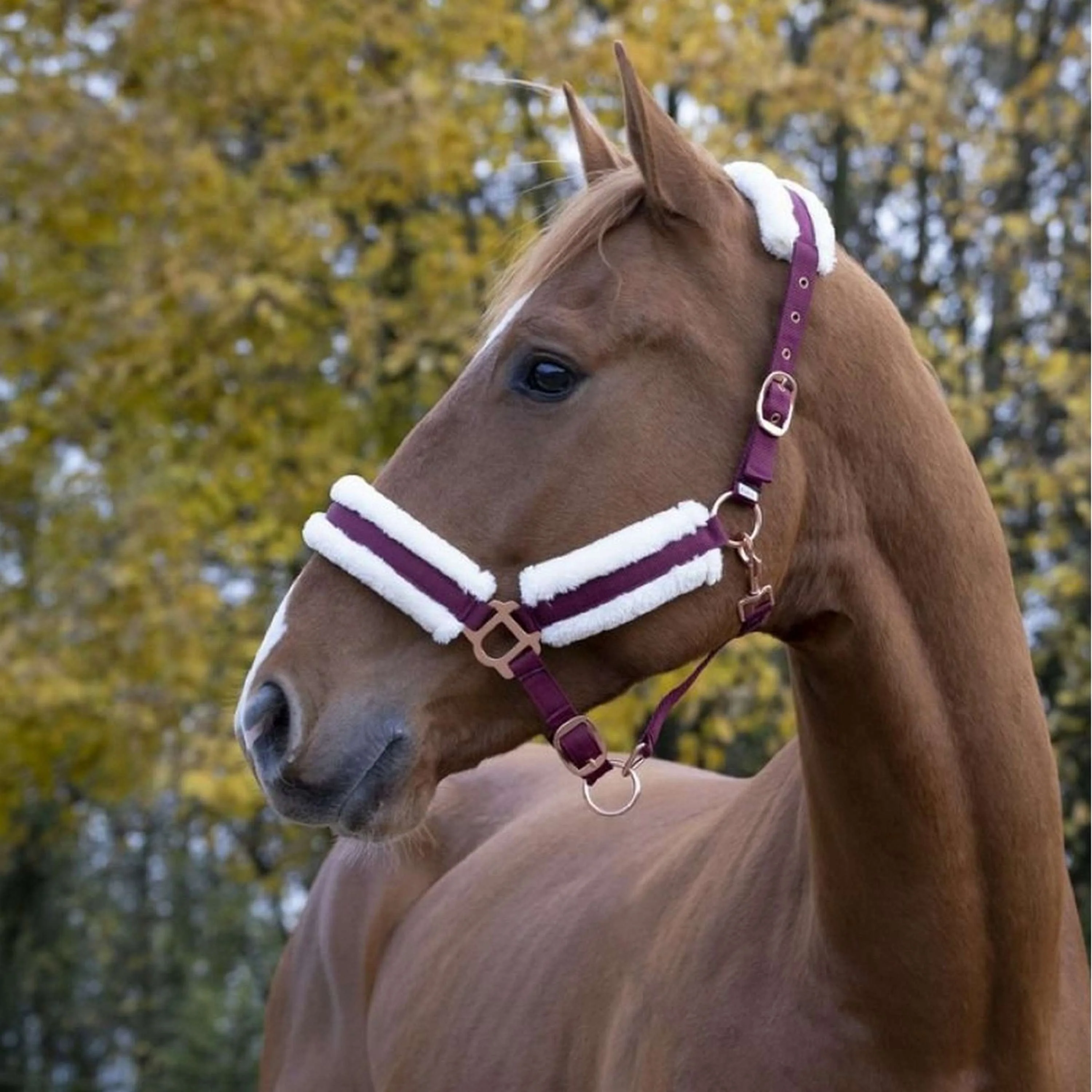 Norton Capezza Confort Bordeaux - Image 2