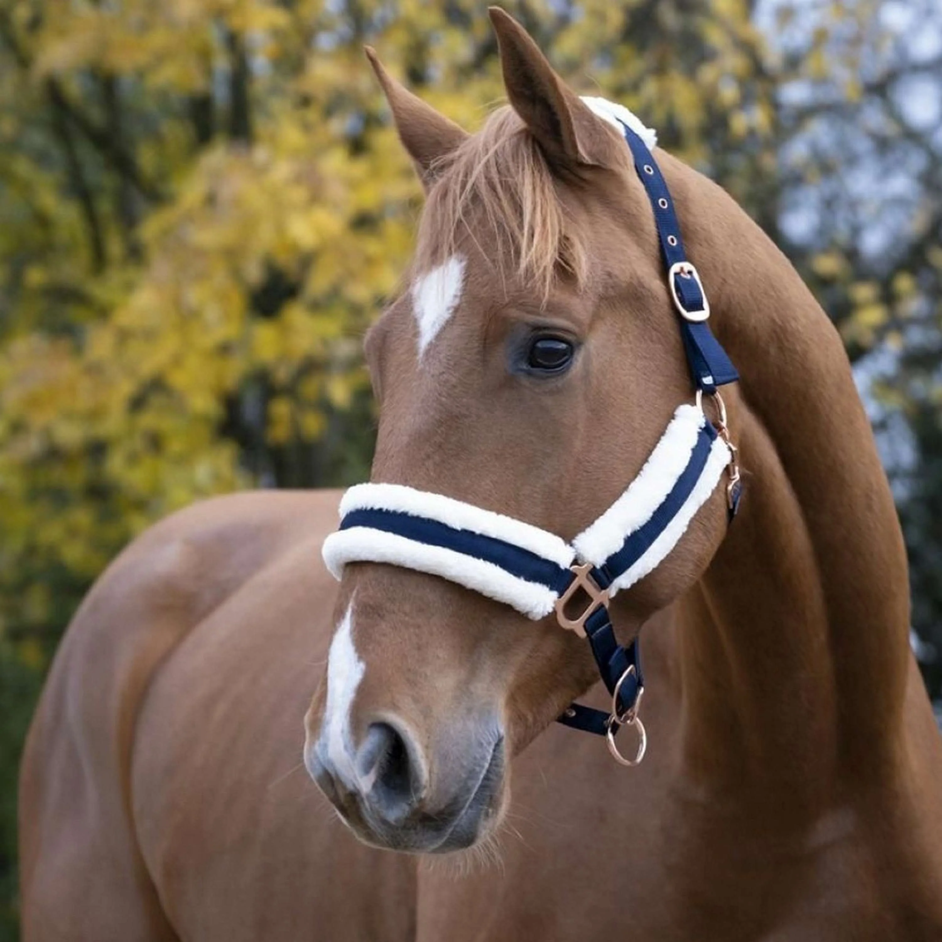 Norton Capezza Confort Navy - Image 2