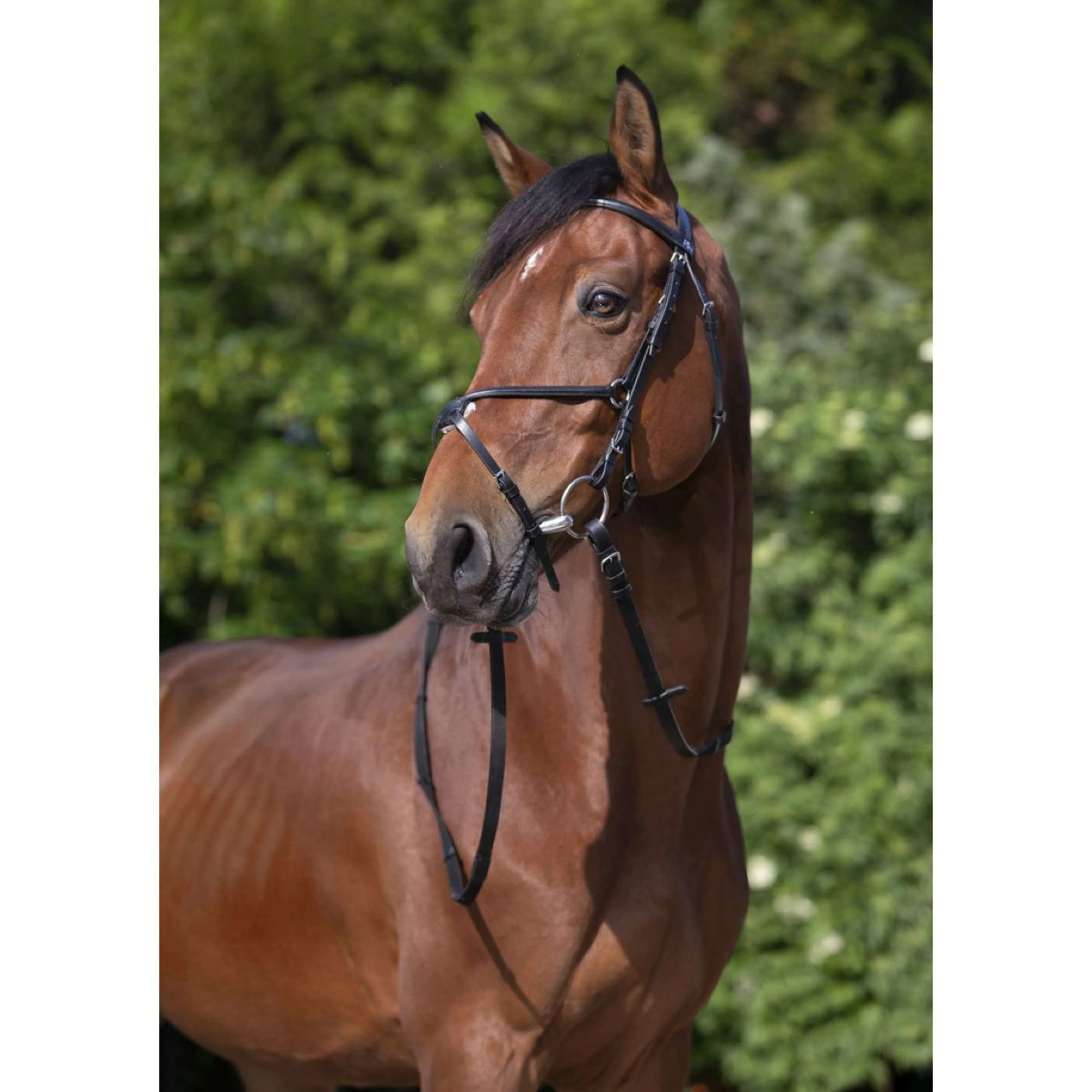 Riding World Briglia - Image 3