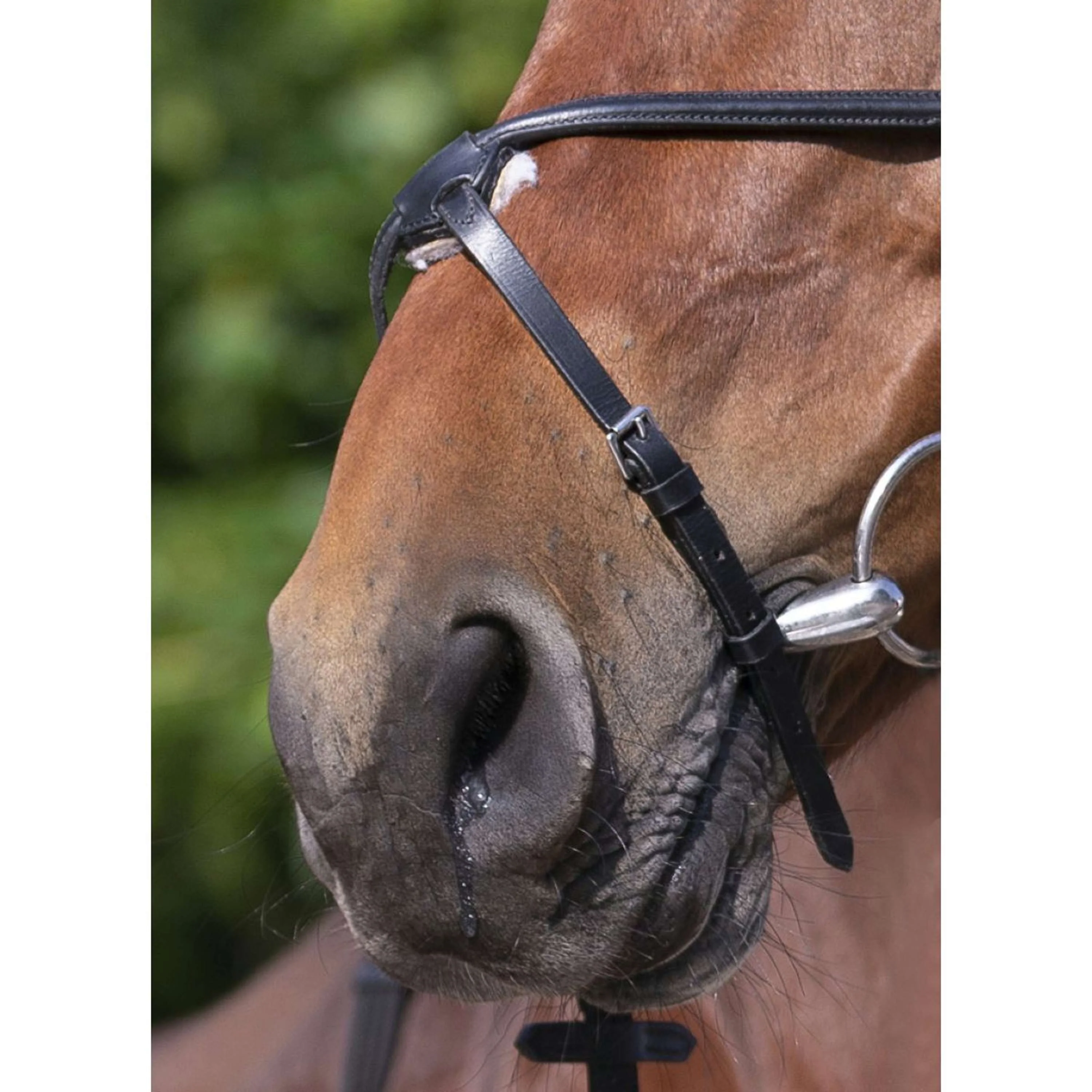 Riding World Briglia - Image 4