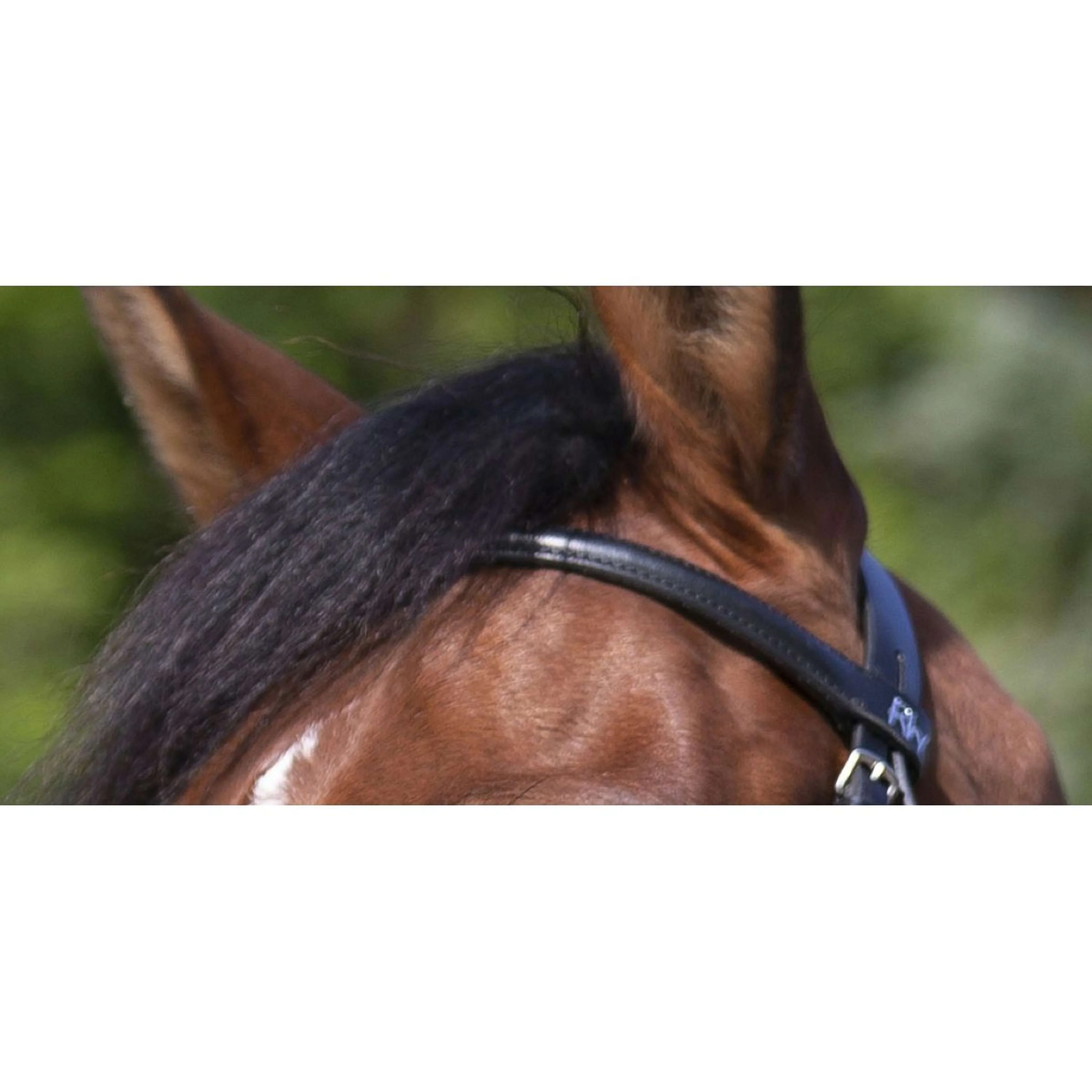 Riding World Briglia - Image 6