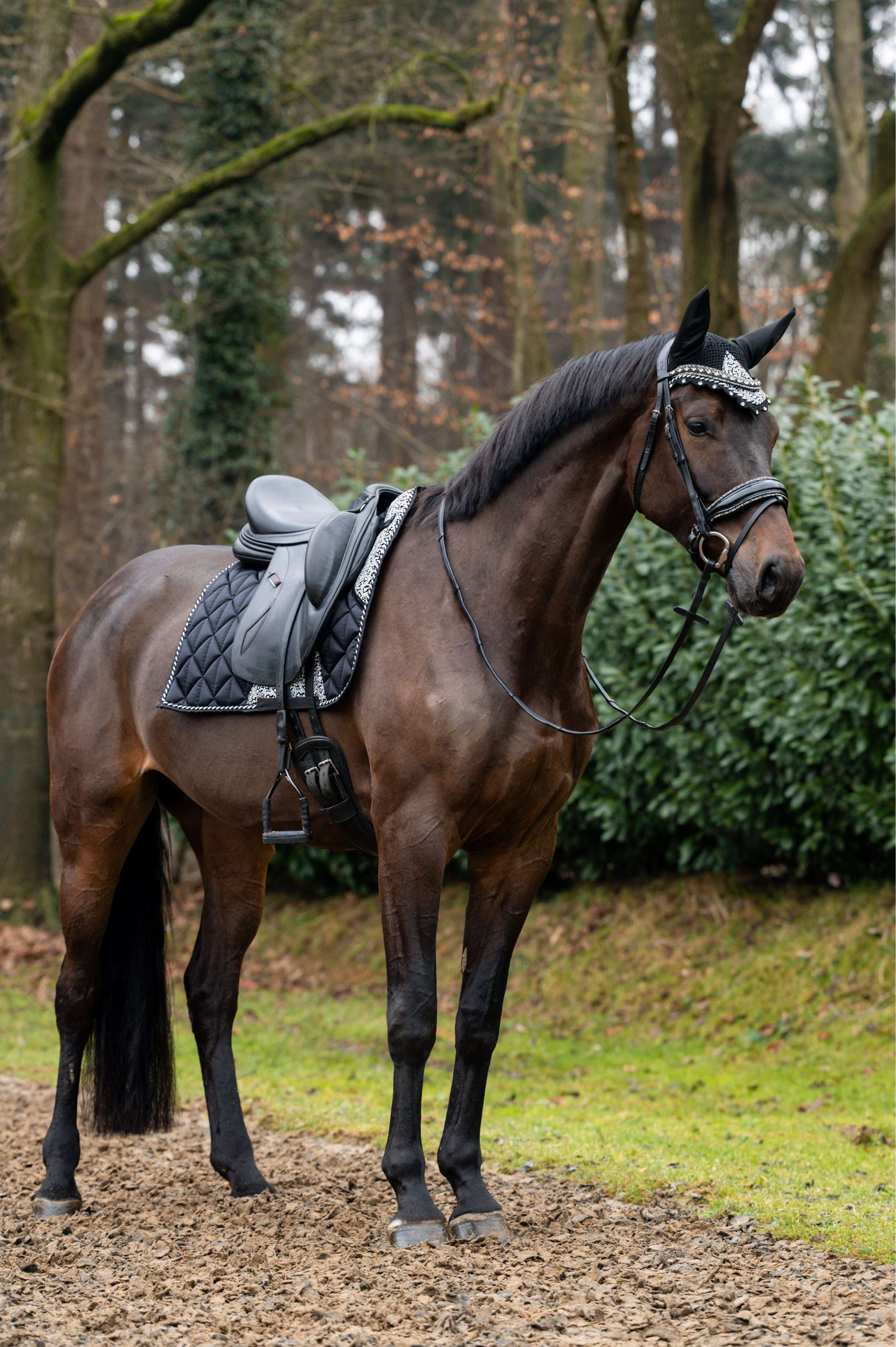 Showtime Sottosella Rio Dressage Nero - Image 2