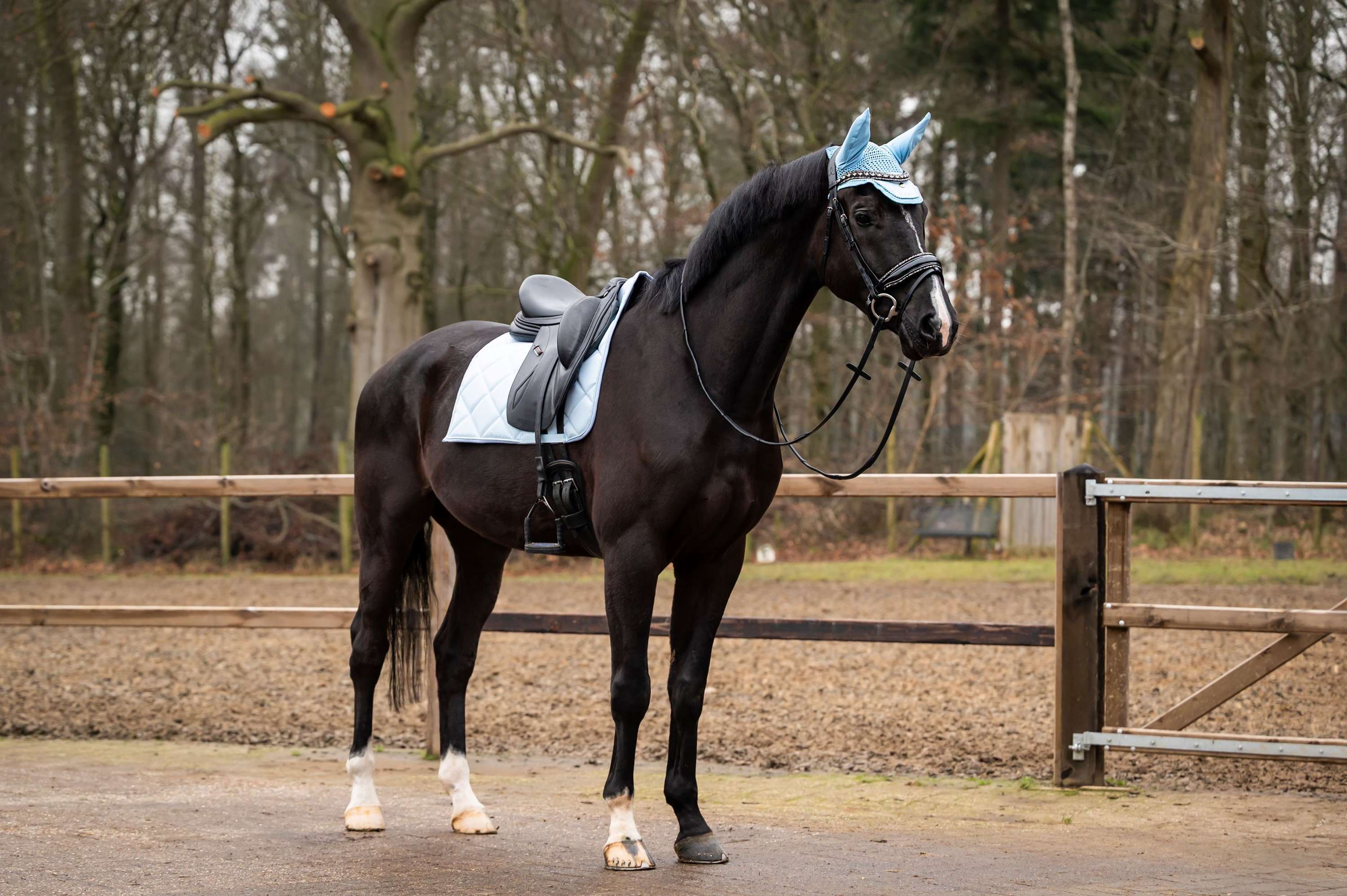 Showtime Sottosella Spring Dressage Azzurro - Image 2