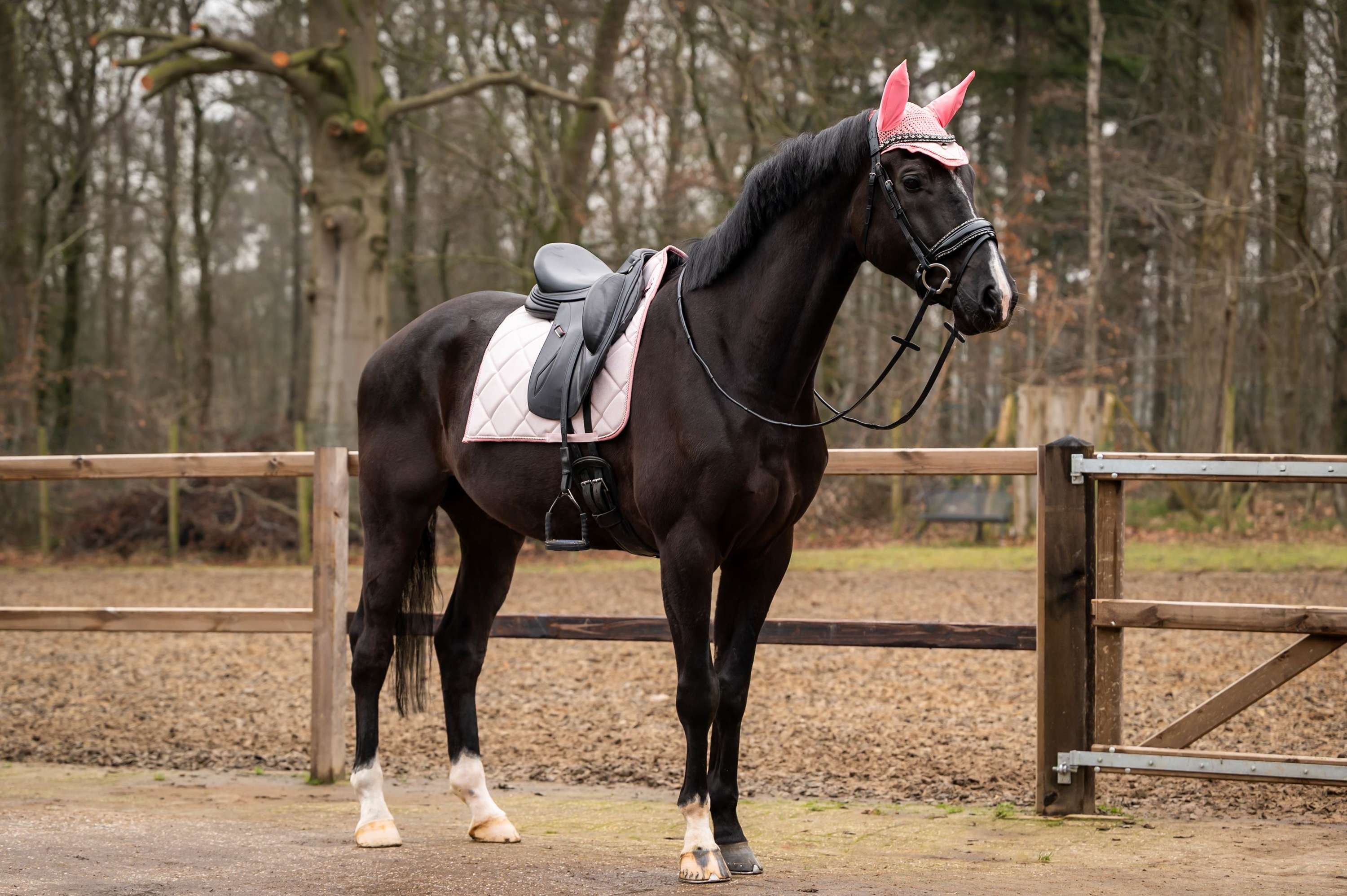 Showtime Sottosella Spring Dressage Rosa - Image 2