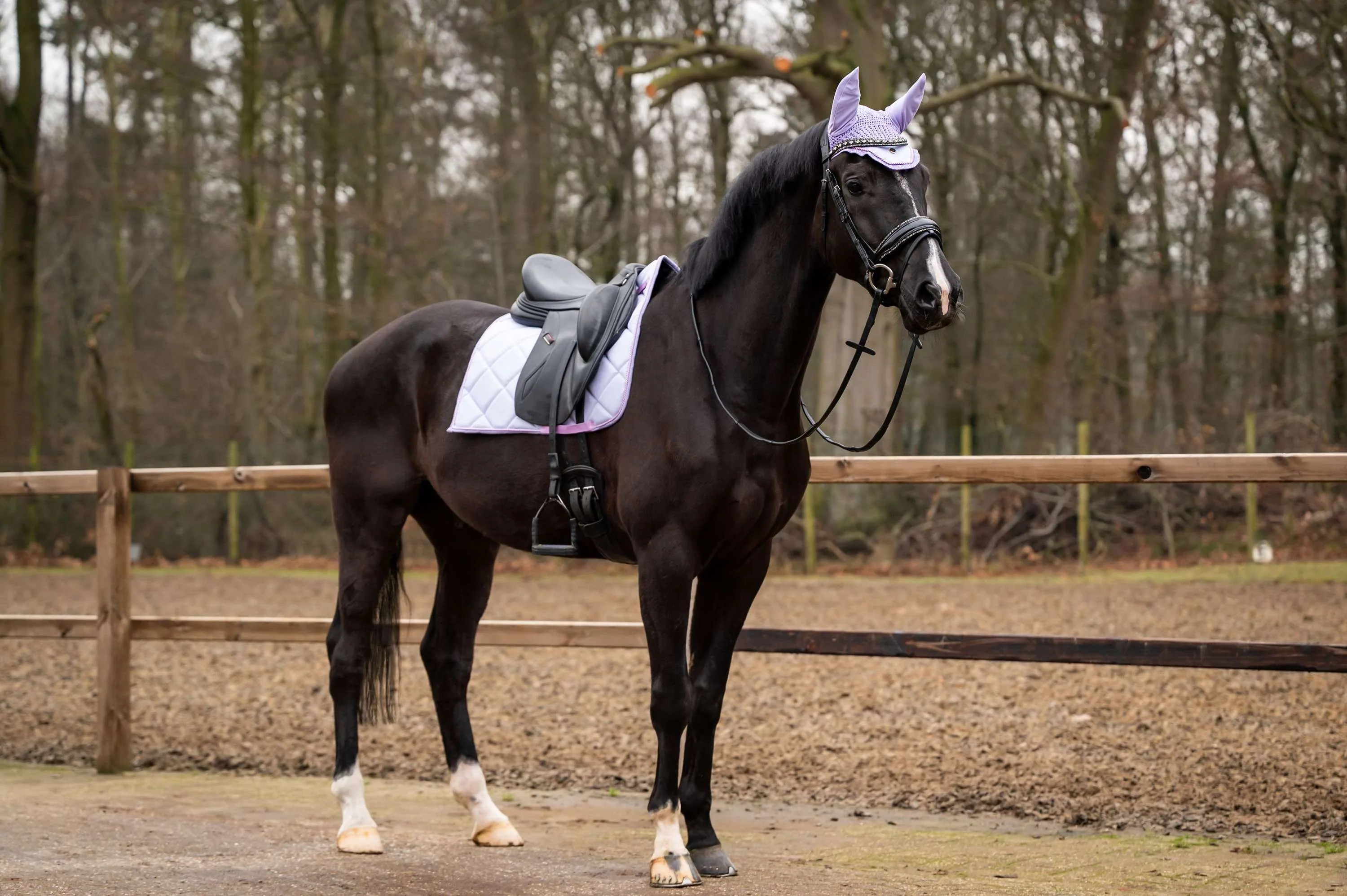 Showtime Sottosella Spring Dressage Viola chiaro - Image 2