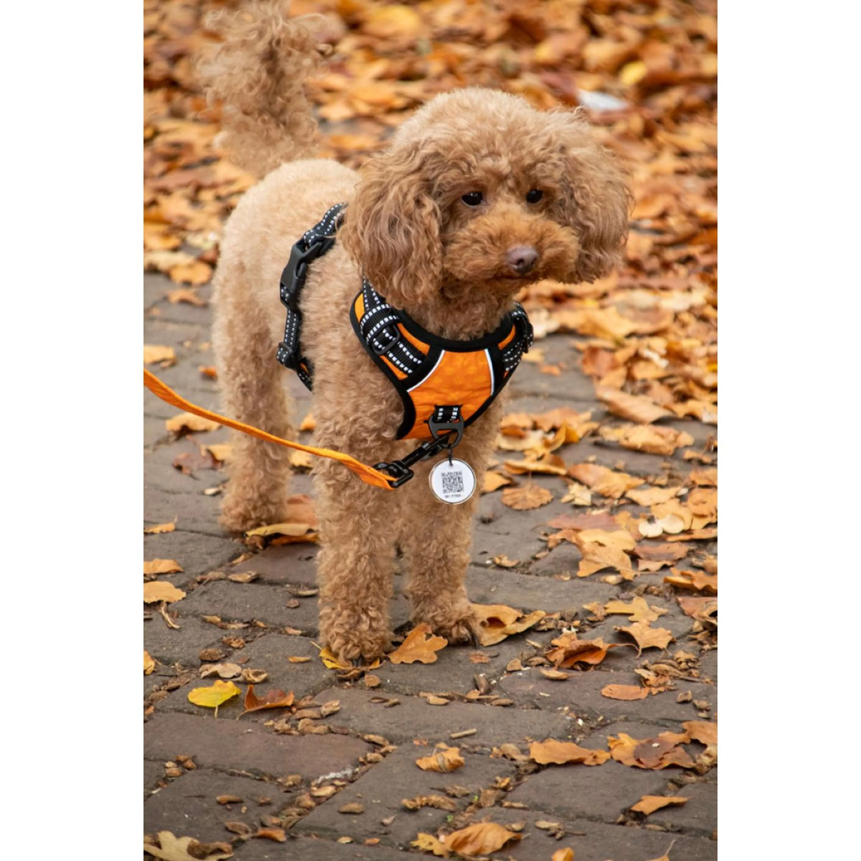 Spotted Pro! Pettorina per Cane Antracite - Image 2