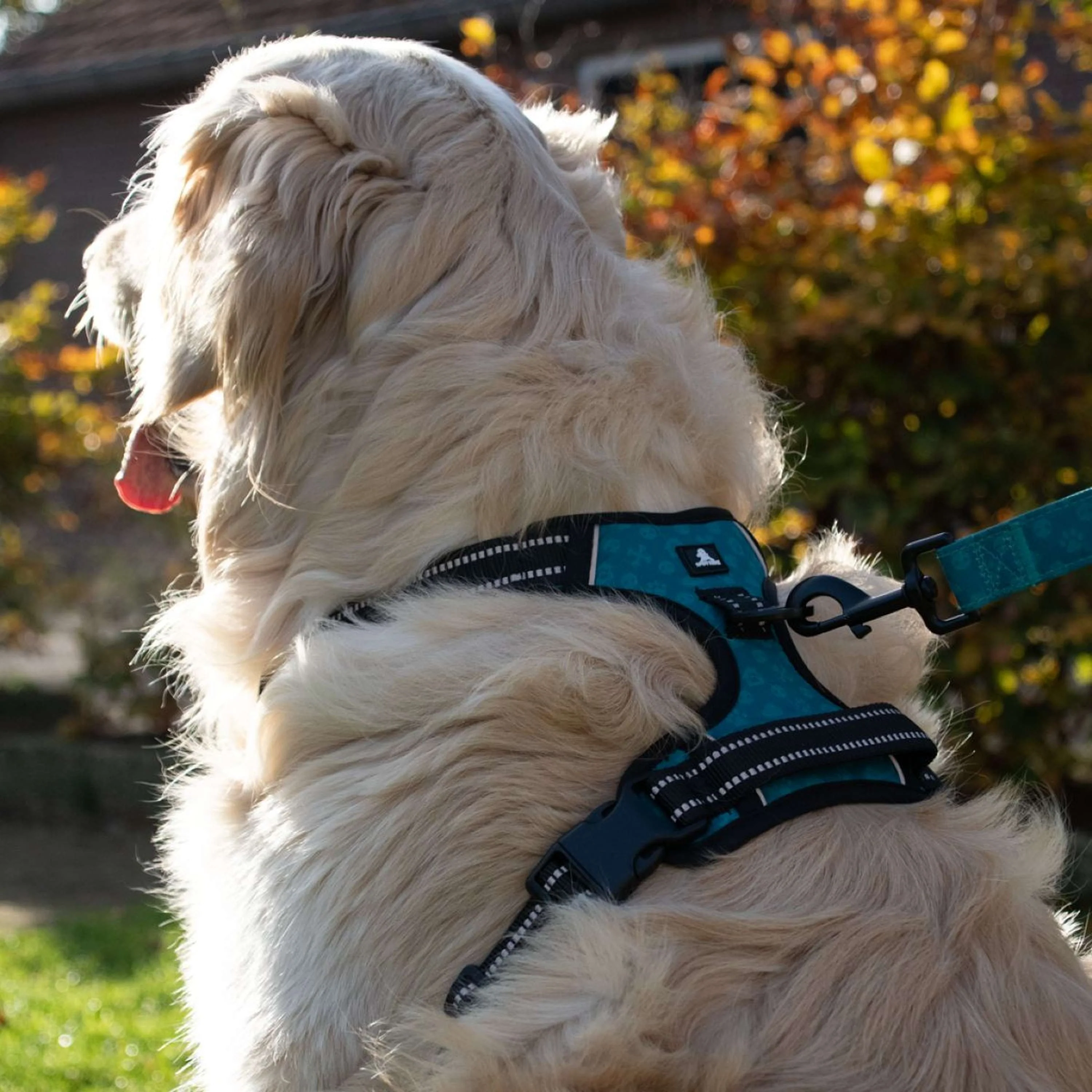 Spotted Pro! Pettorina per Cane Antracite - Image 4