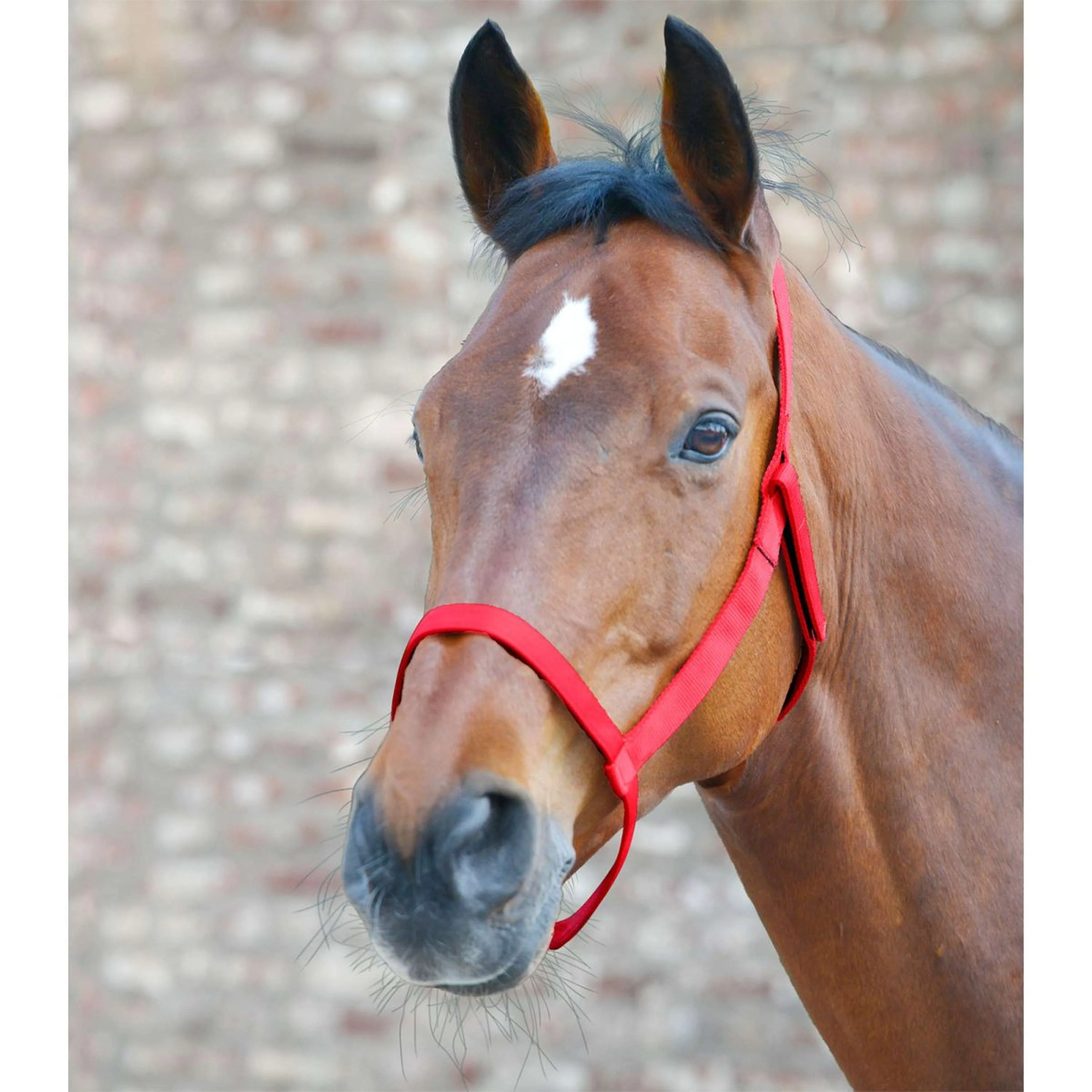Waldhausen Cavezza Weide Rosso - Image 2