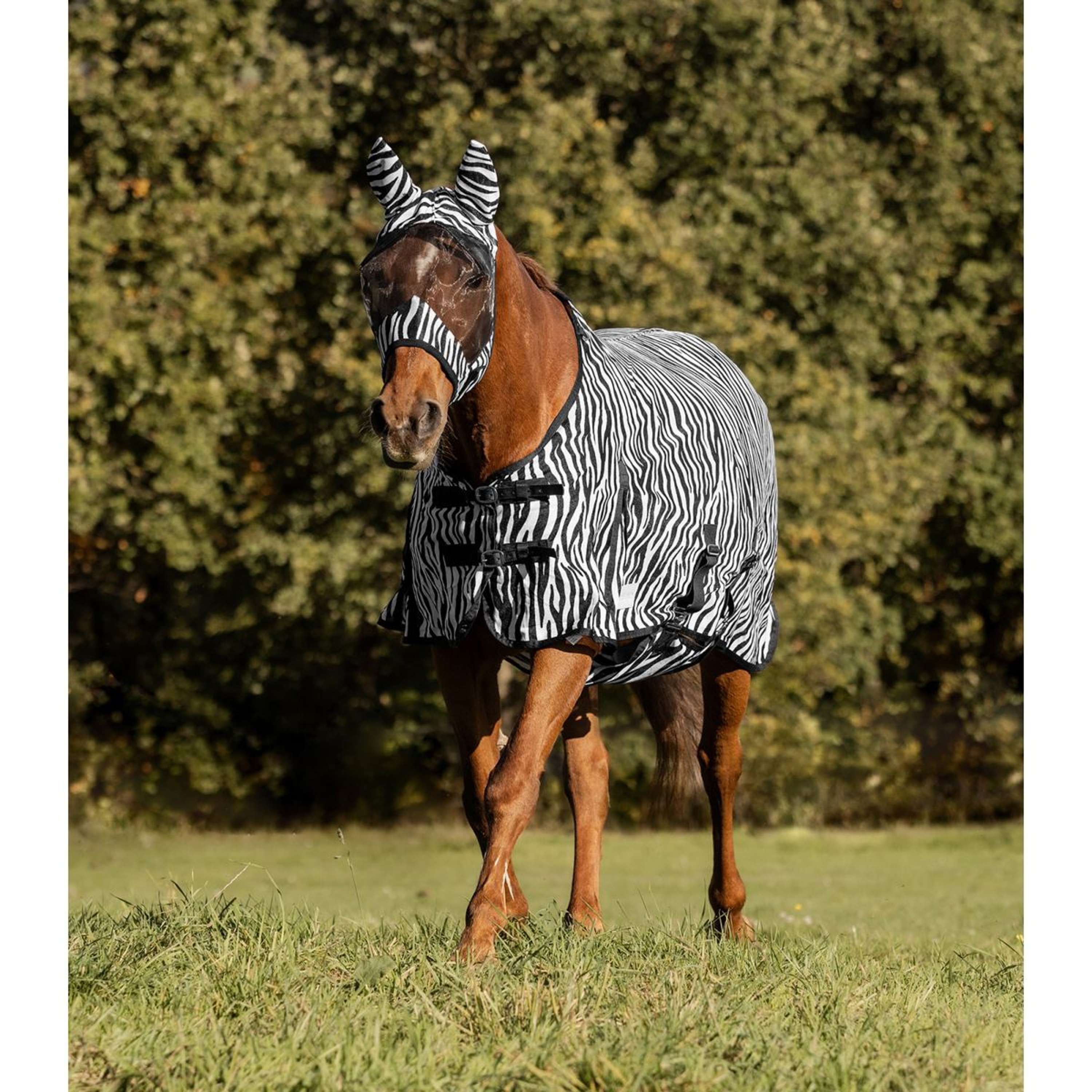 Waldhausen Coperta Antimosche Zebra - Image 2