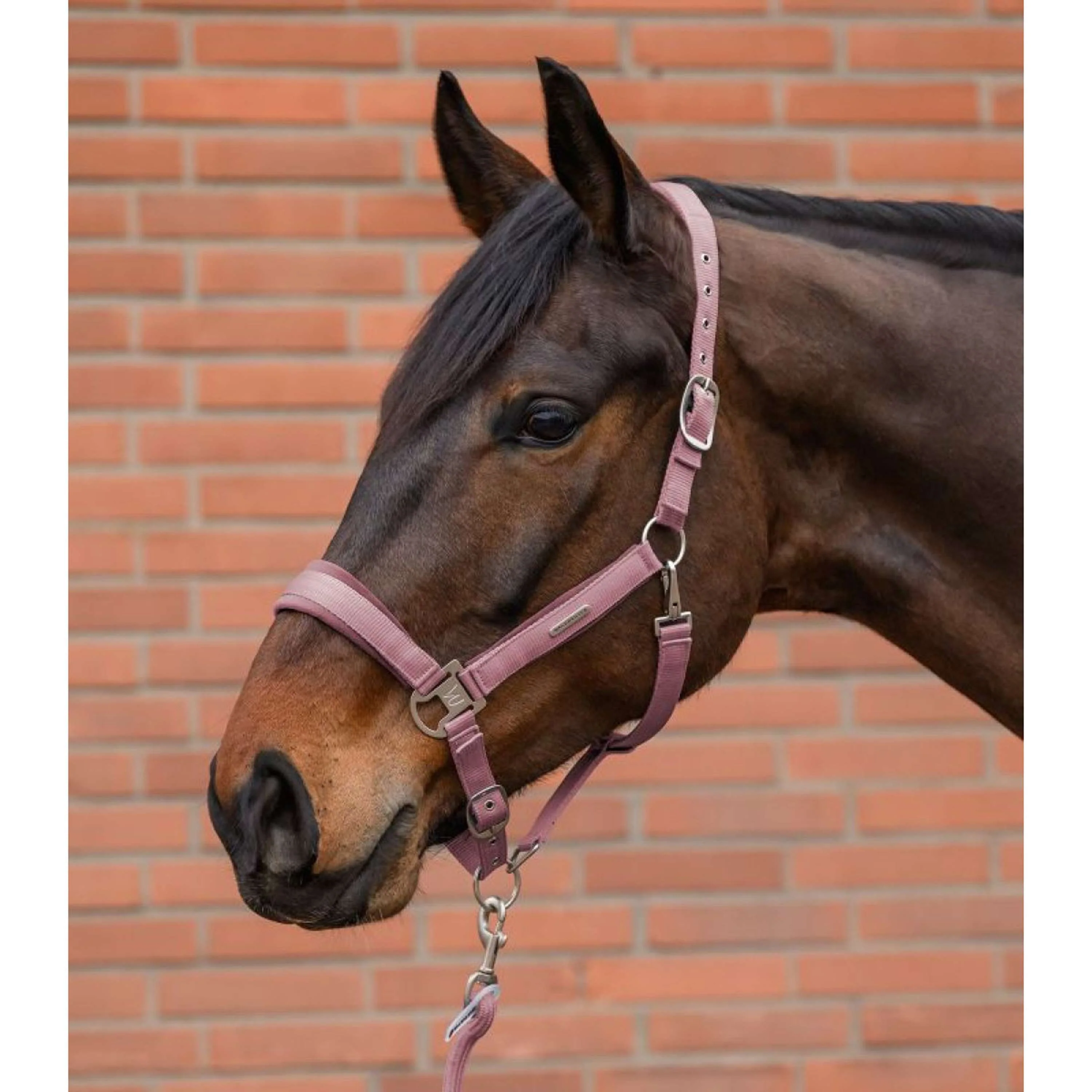 Waldhausen Set Cavezza Velvet Dusky Pink - Image 2