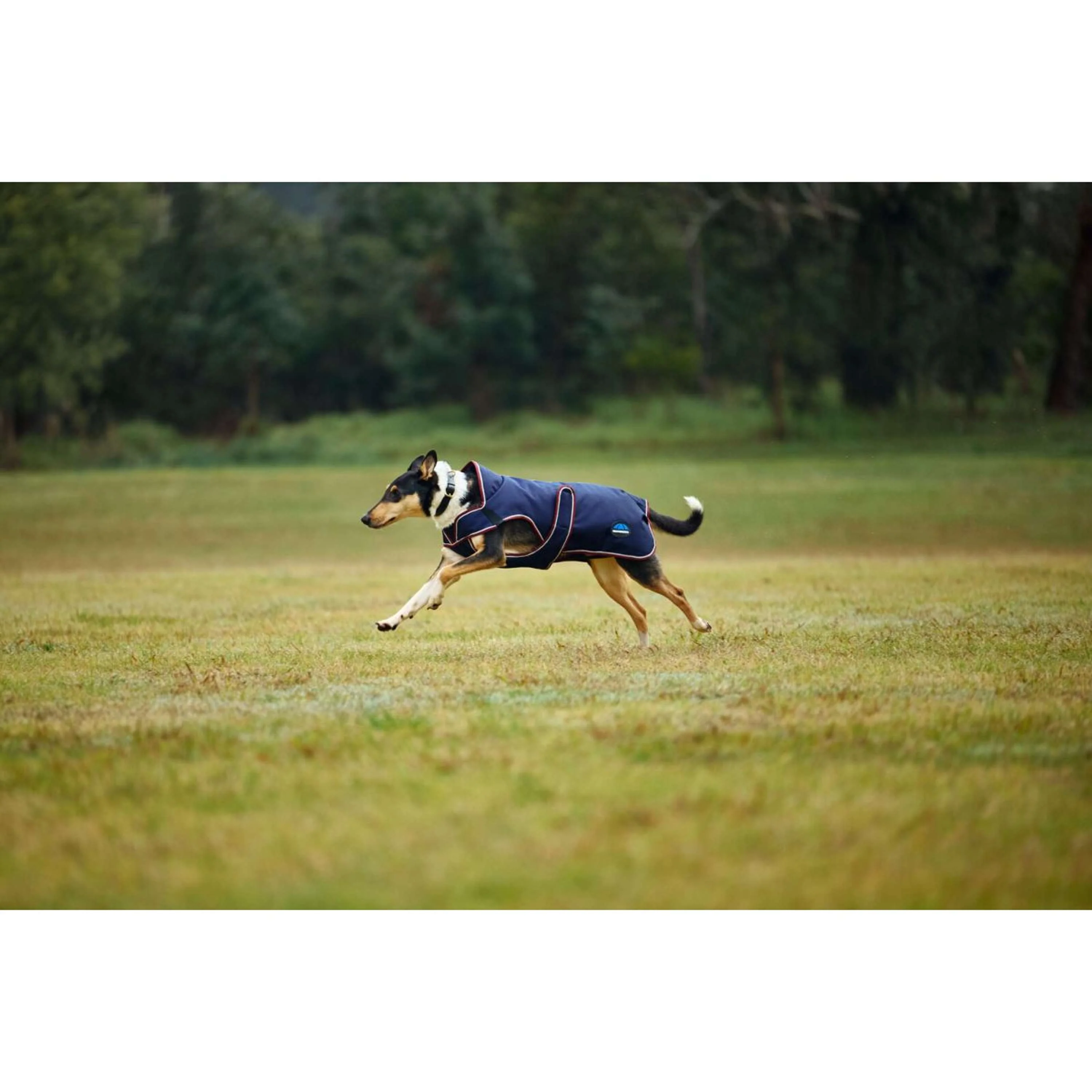 WeatherBeeta Coperta per Cani ComFiTec Premier Deluxe Waterproof Navy/Burgundy - Image 2