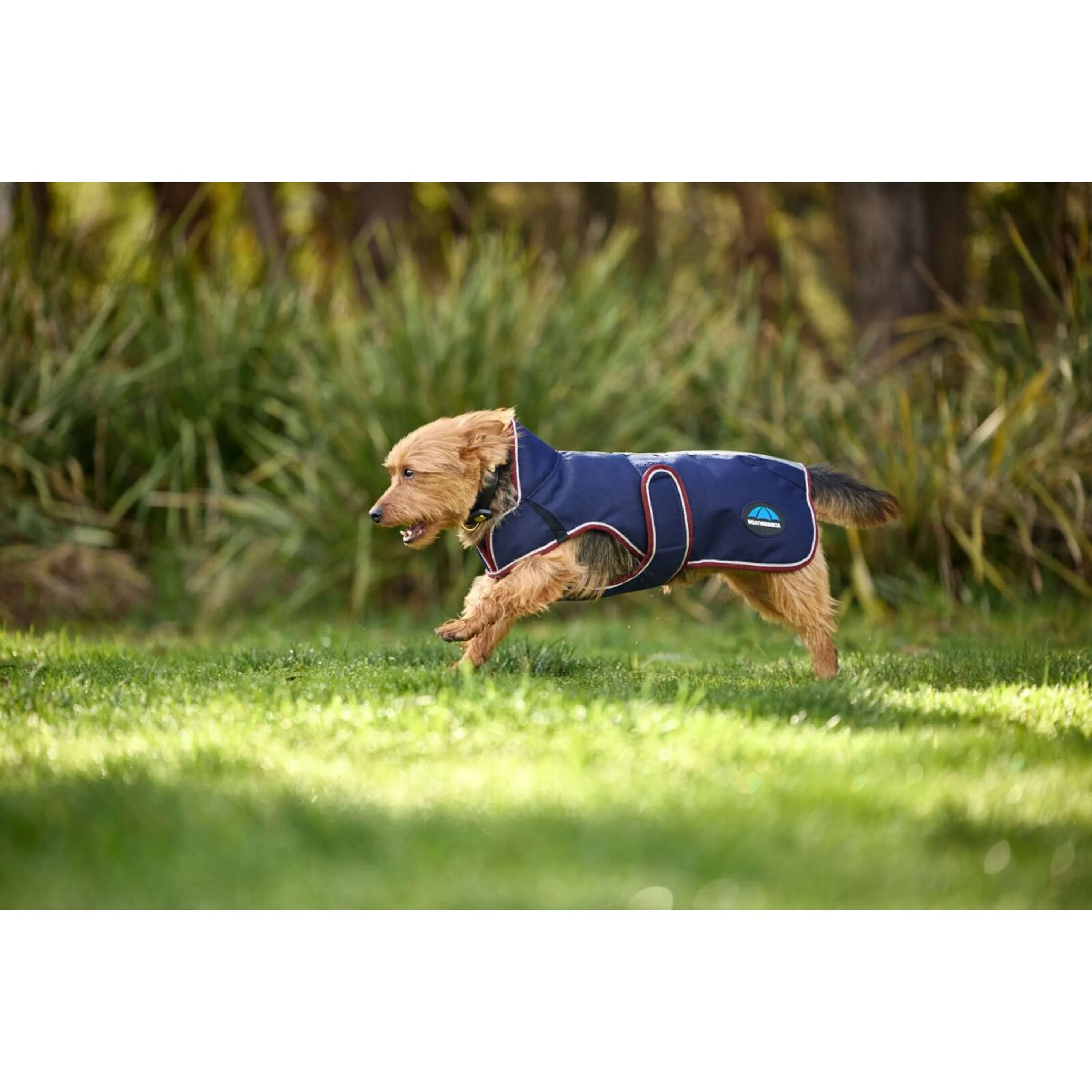 WeatherBeeta Coperta per Cani ComFiTec Premier Deluxe Waterproof Navy/Burgundy - Image 4