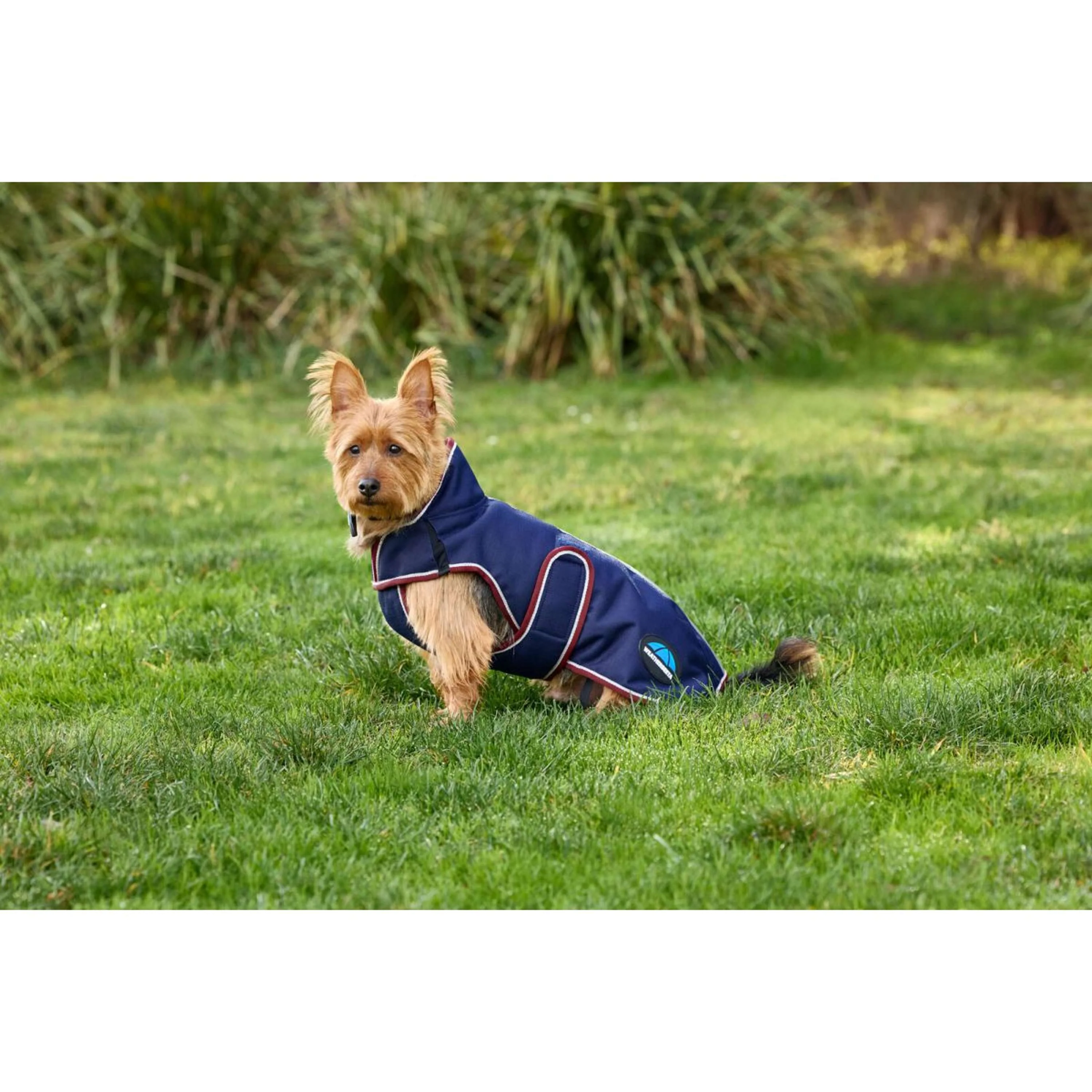 WeatherBeeta Coperta per Cani ComFiTec Premier Deluxe Waterproof Navy/Burgundy - Image 5